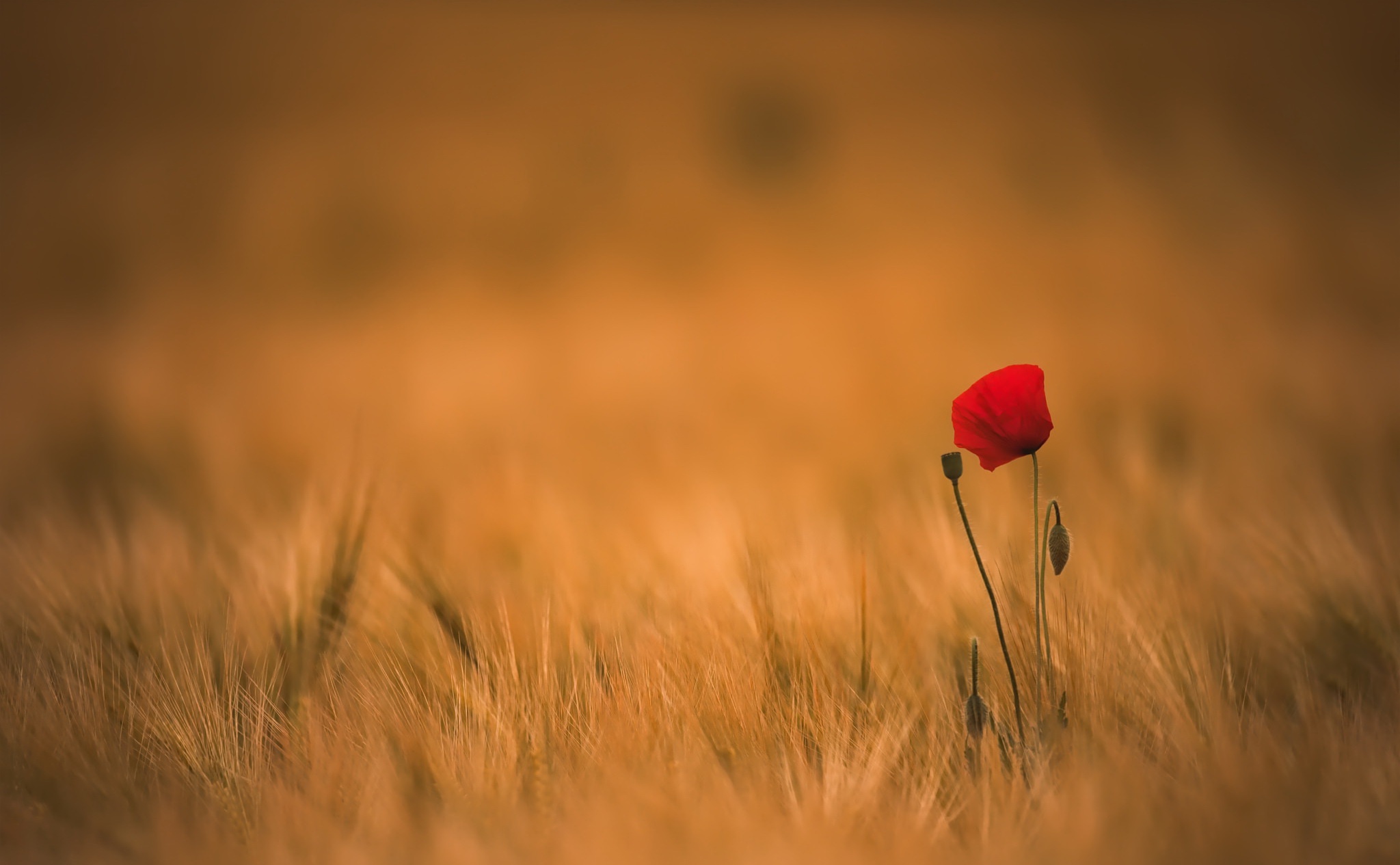 Laden Sie das Natur, Blumen, Mohn, Sommer, Blume, Verwischen, Rote Blume, Erde/natur-Bild kostenlos auf Ihren PC-Desktop herunter