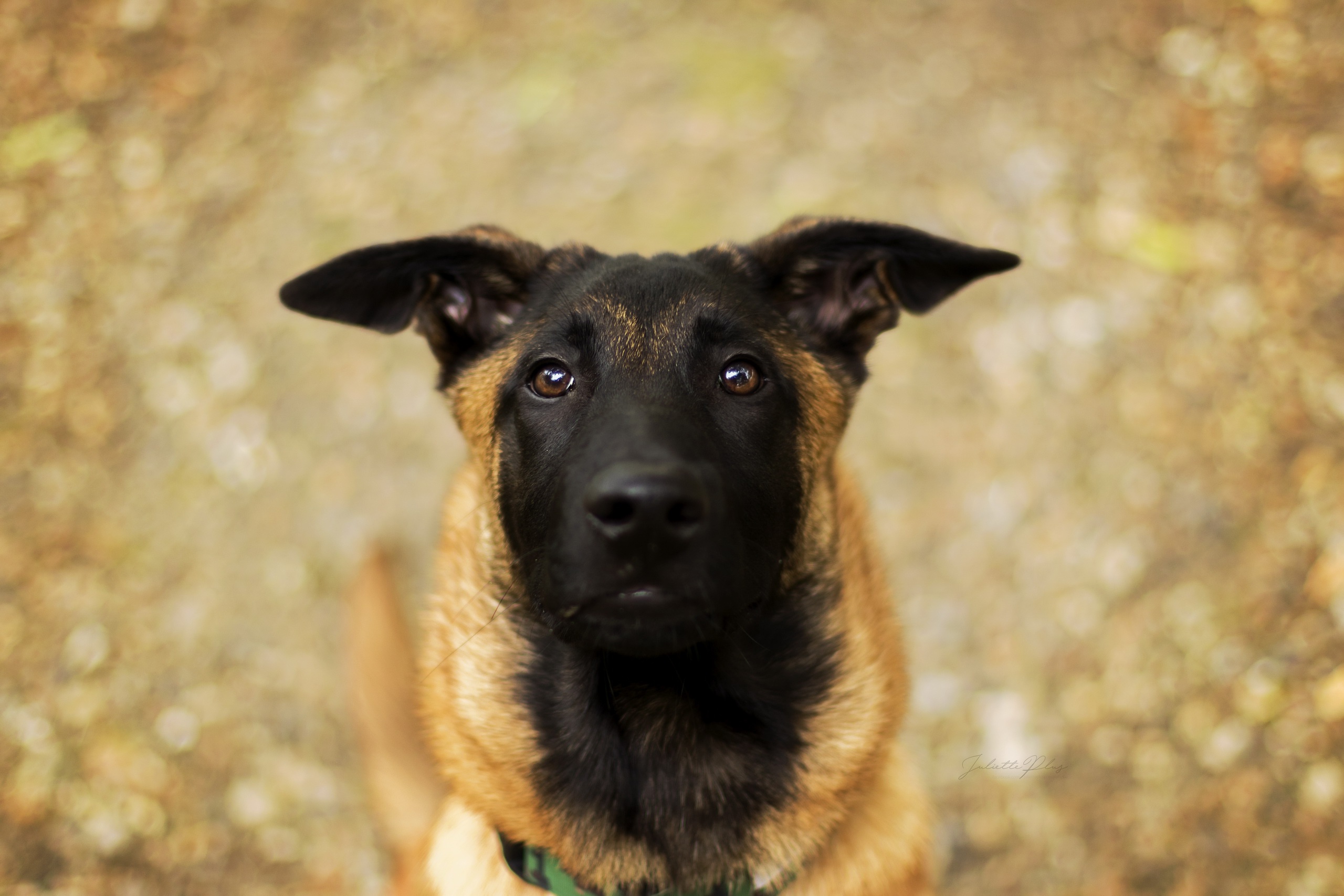 434605 Bildschirmschoner und Hintergrundbilder Belgischer Schäferhund auf Ihrem Telefon. Laden Sie  Bilder kostenlos herunter