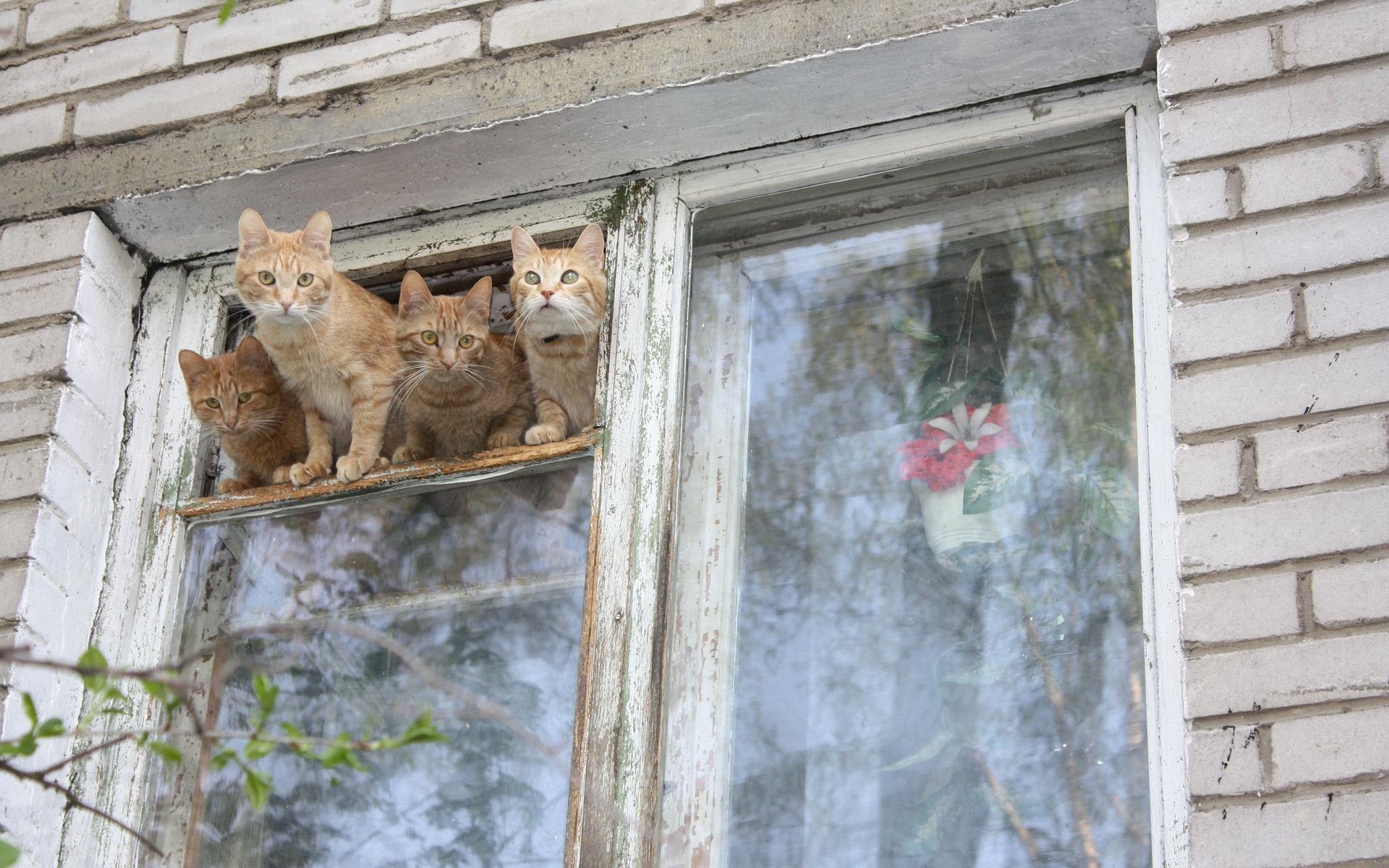 Handy-Wallpaper Tiere, Katzen, Katze kostenlos herunterladen.