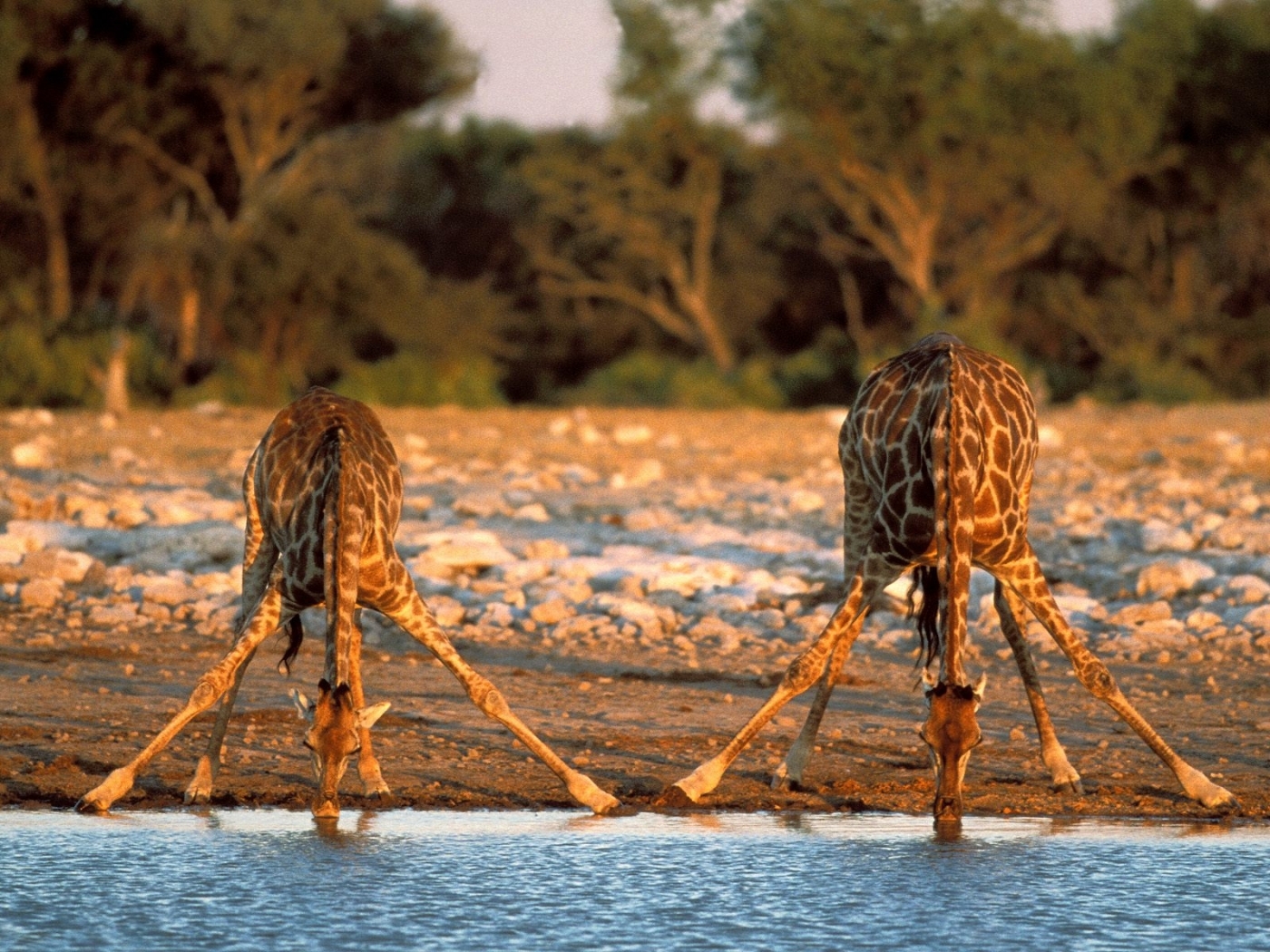 47499 скачать картинку жирафы, животные, оранжевые - обои и заставки бесплатно