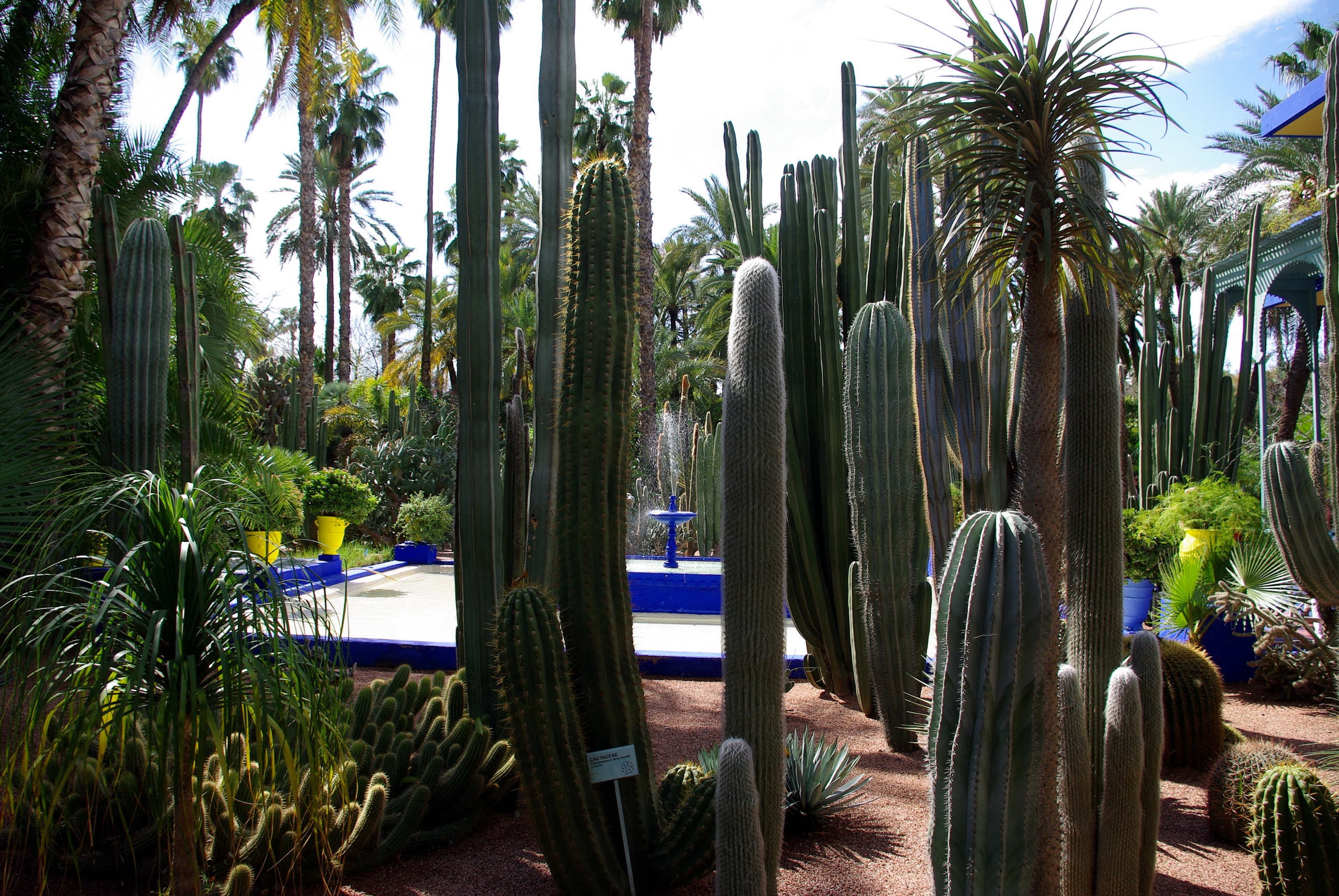 nameplate, nature, cactuses, plate, arboretum