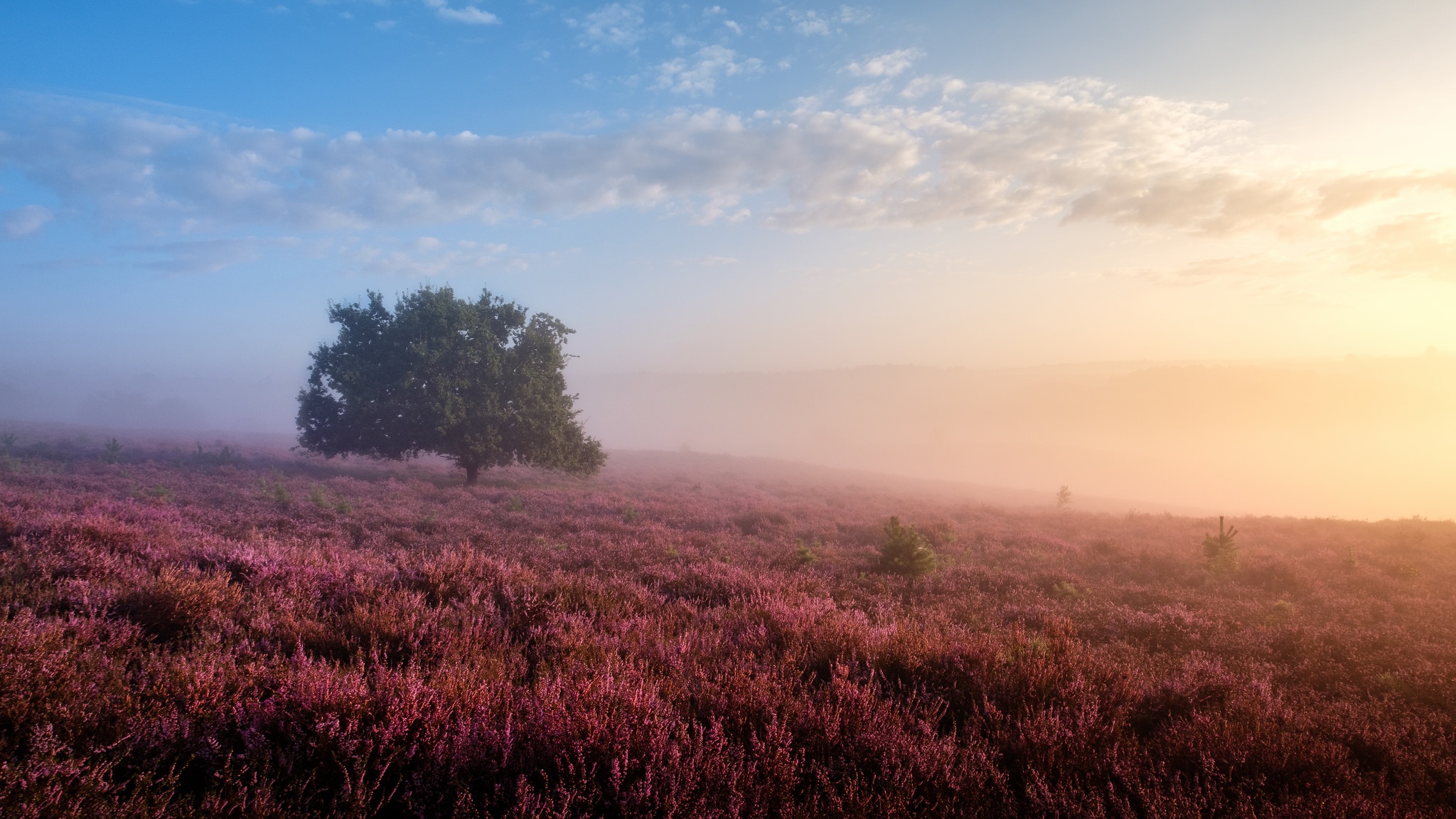 PCデスクトップに風景, 自然, 木, 霧, 地球, 紫色の花画像を無料でダウンロード