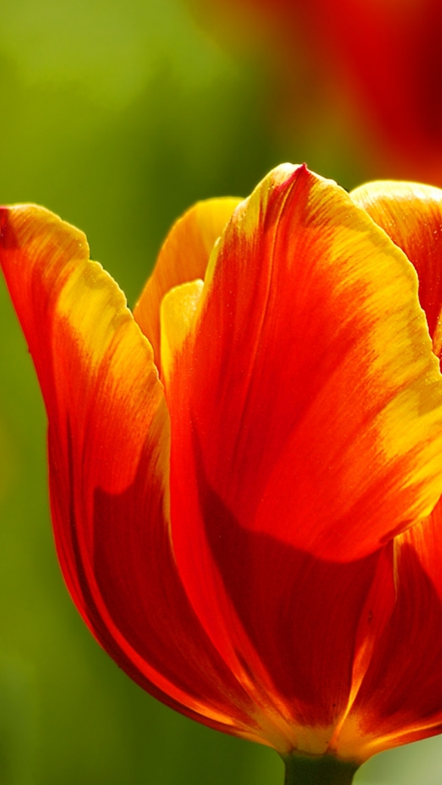 Download mobile wallpaper Flowers, Earth, Tulip for free.