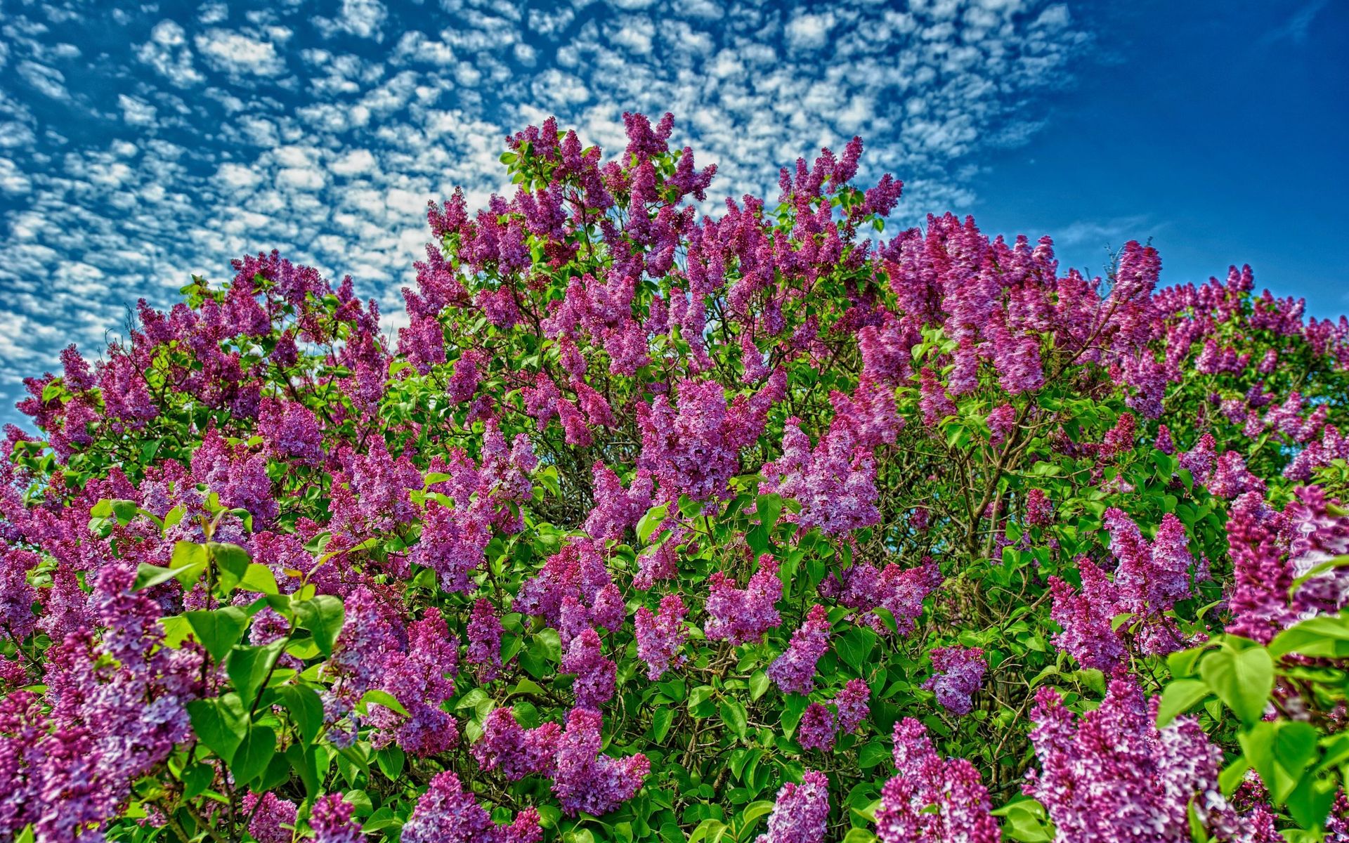 Download mobile wallpaper Flowers, Sky, Lilac, Bush, Flower, Earth, Purple Flower for free.