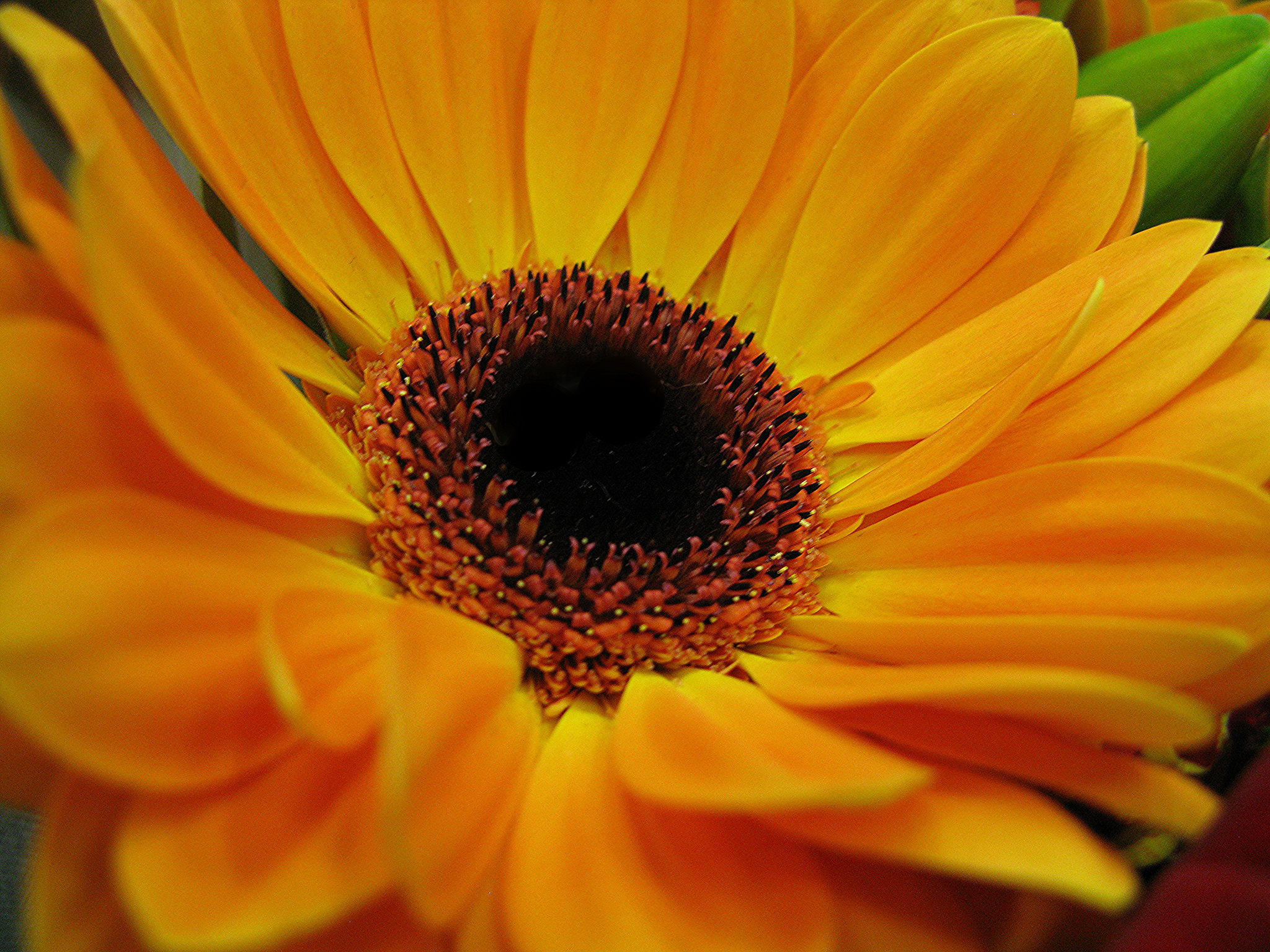 Free download wallpaper Flowers, Flower, Close Up, Earth, Gerbera, Yellow Flower on your PC desktop