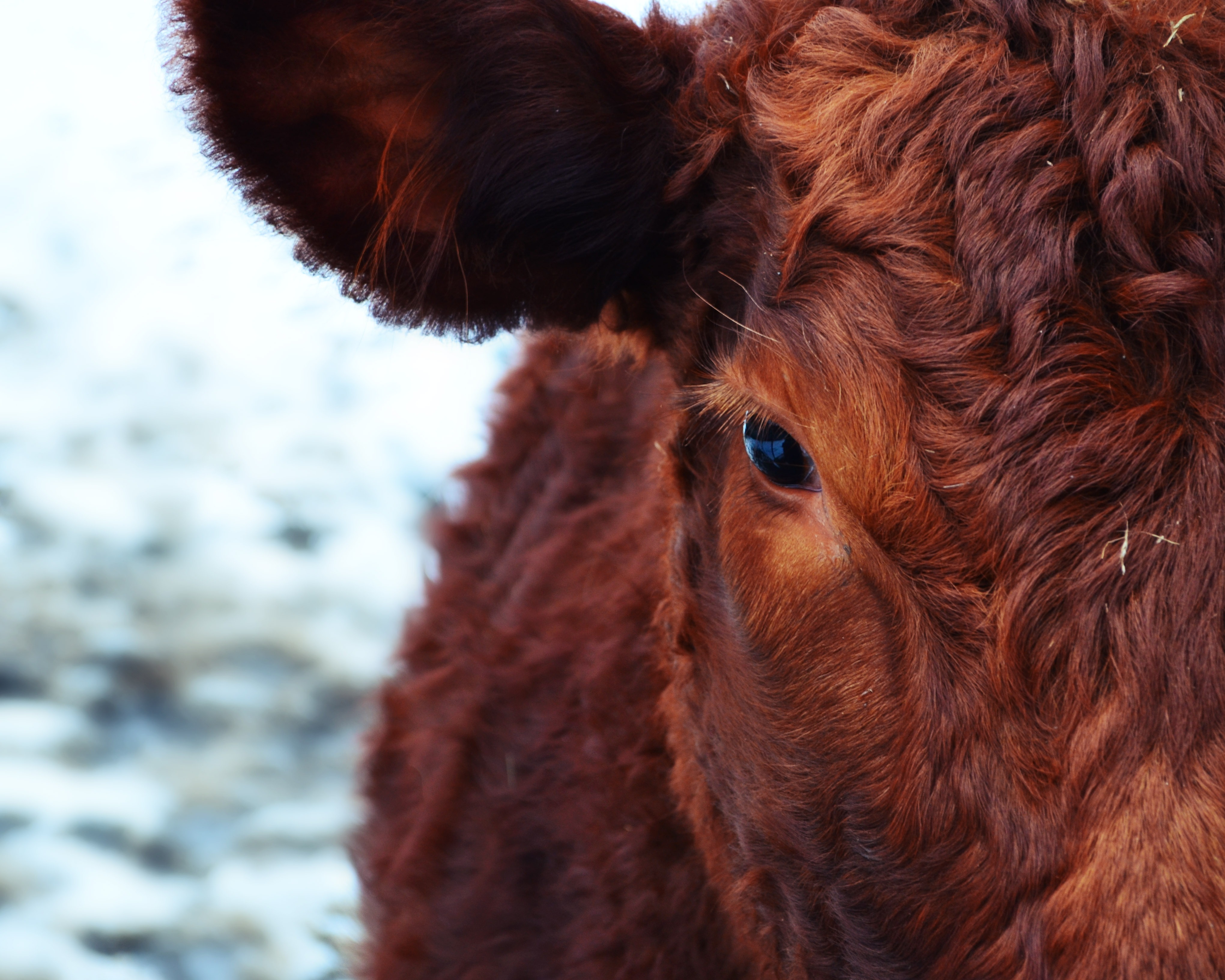 57089 descargar imagen vaca, animales, bozal, ojos, lana: fondos de pantalla y protectores de pantalla gratis