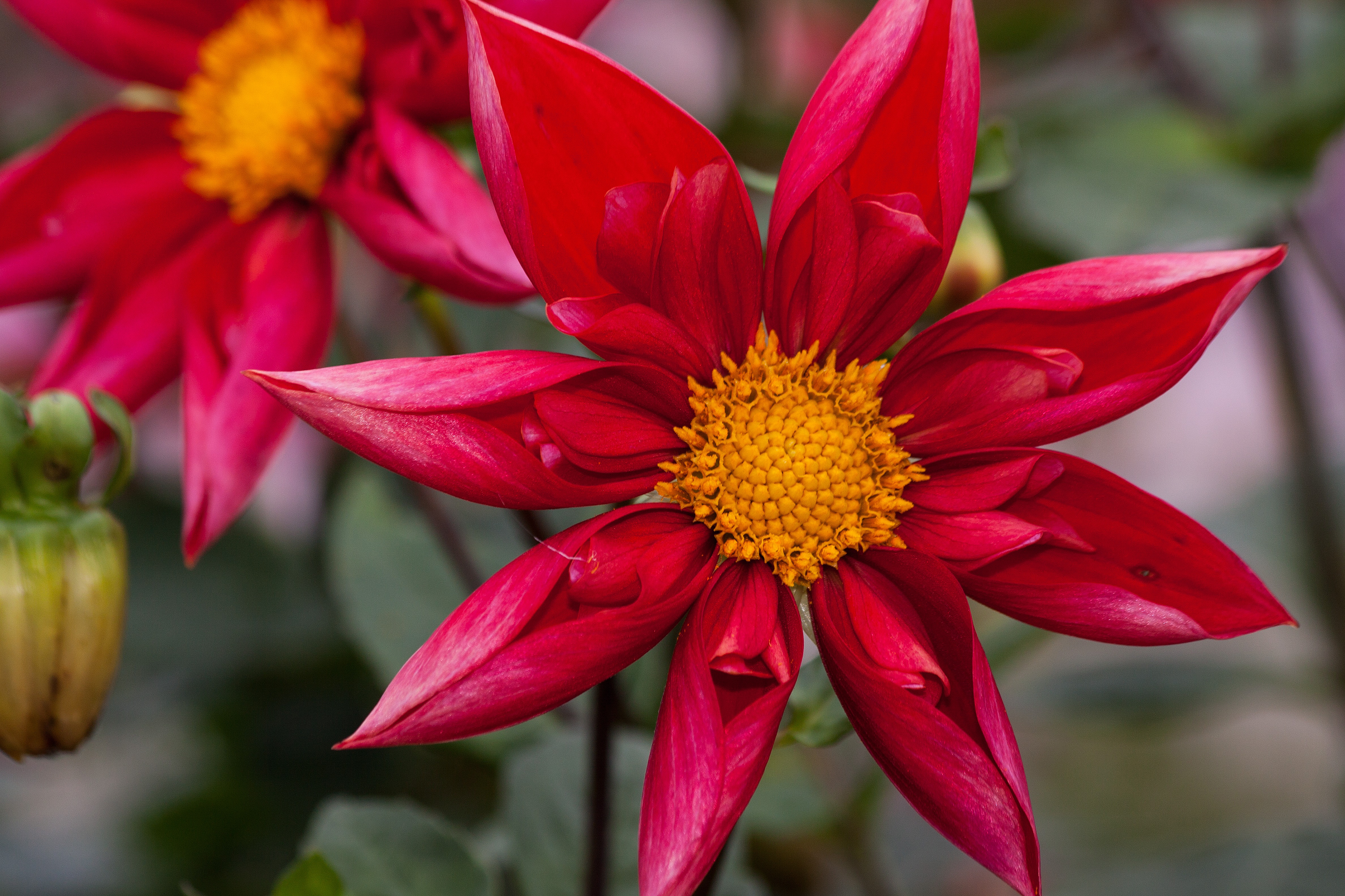 Laden Sie das Blumen, Blume, Dahlien, Rote Blume, Erde/natur-Bild kostenlos auf Ihren PC-Desktop herunter