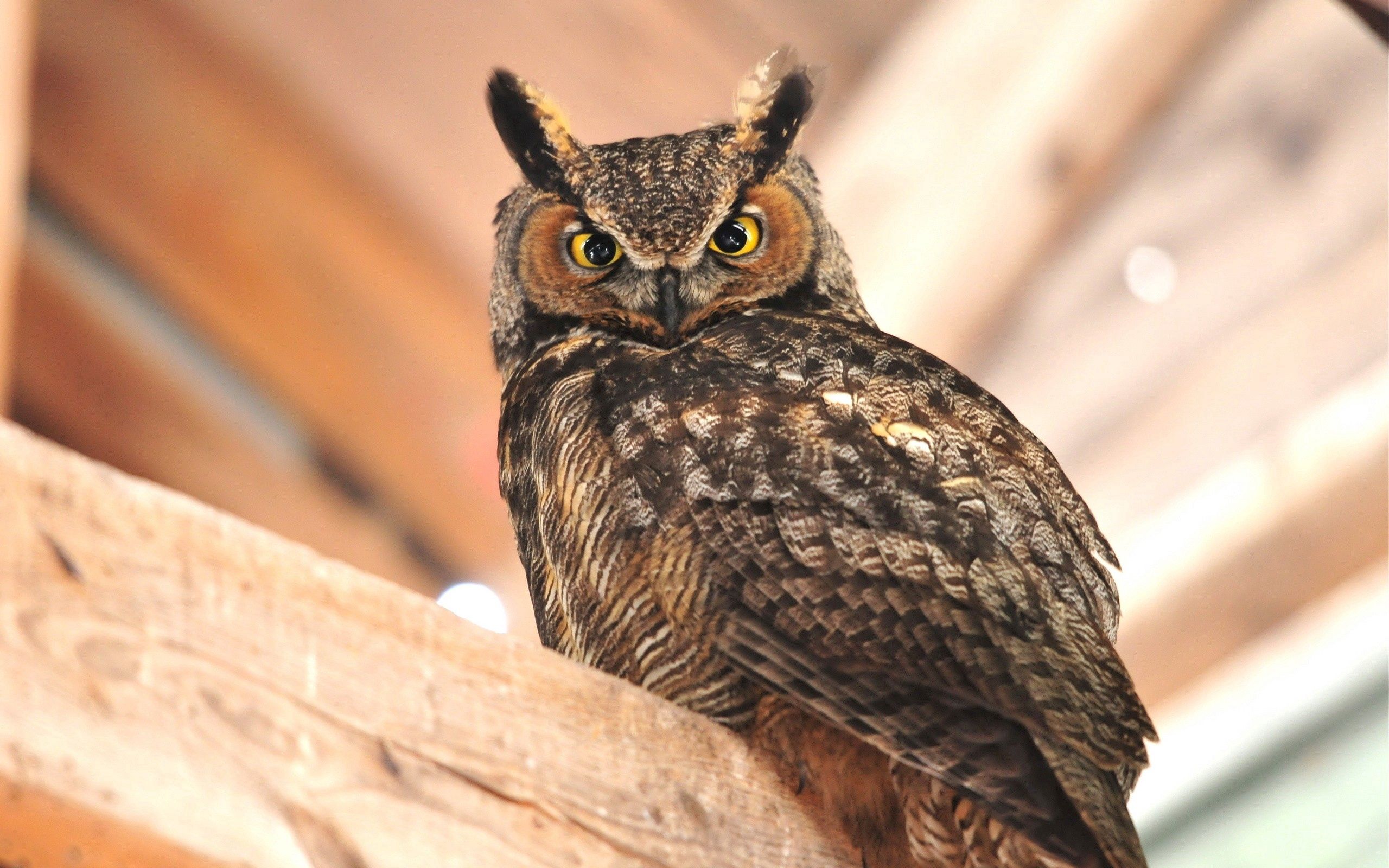 owl, animals, bird, sit, predator Phone Background