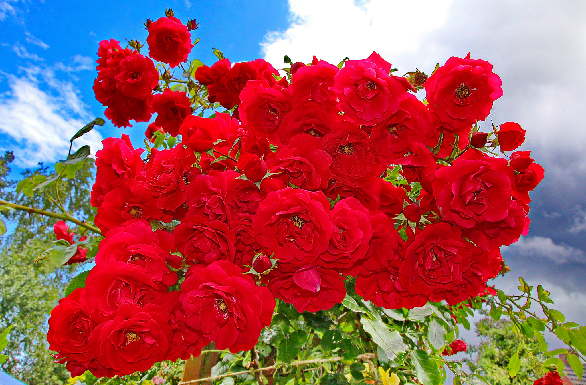 Скачать обои бесплатно Цветок, Роза, Красная Роза, Красный Цветок, Земля/природа, Розовый Куст, Флауэрсы картинка на рабочий стол ПК