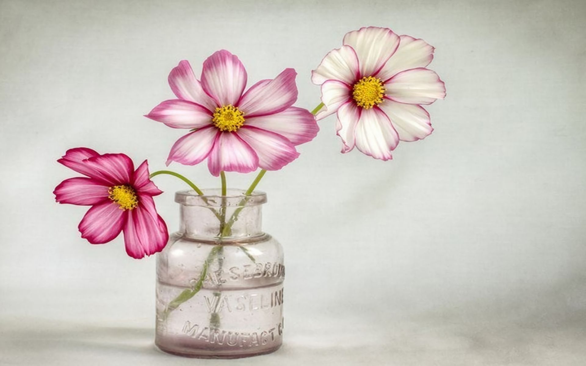Free download wallpaper Flower, Jar, Cosmos, Man Made, Pink Flower on your PC desktop