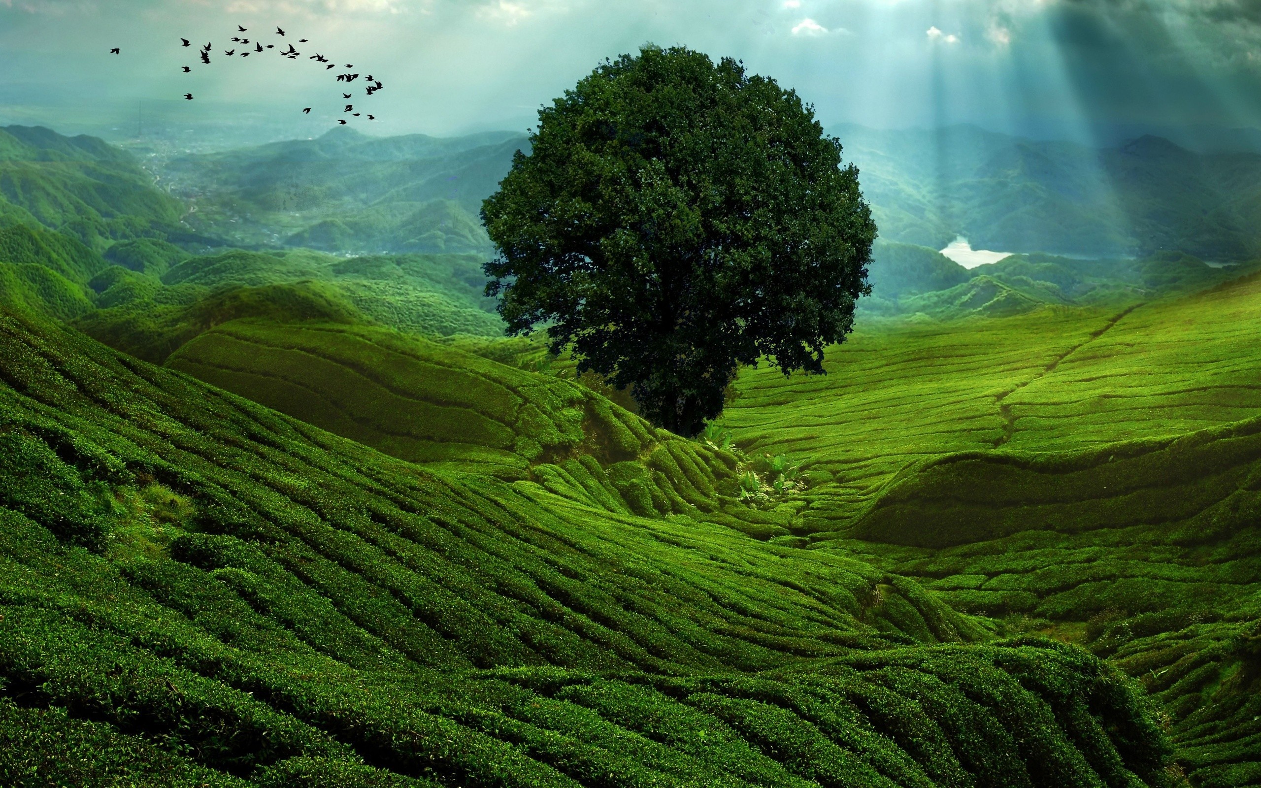 Download mobile wallpaper Landscape, Mountain, Tree, Earth for free.