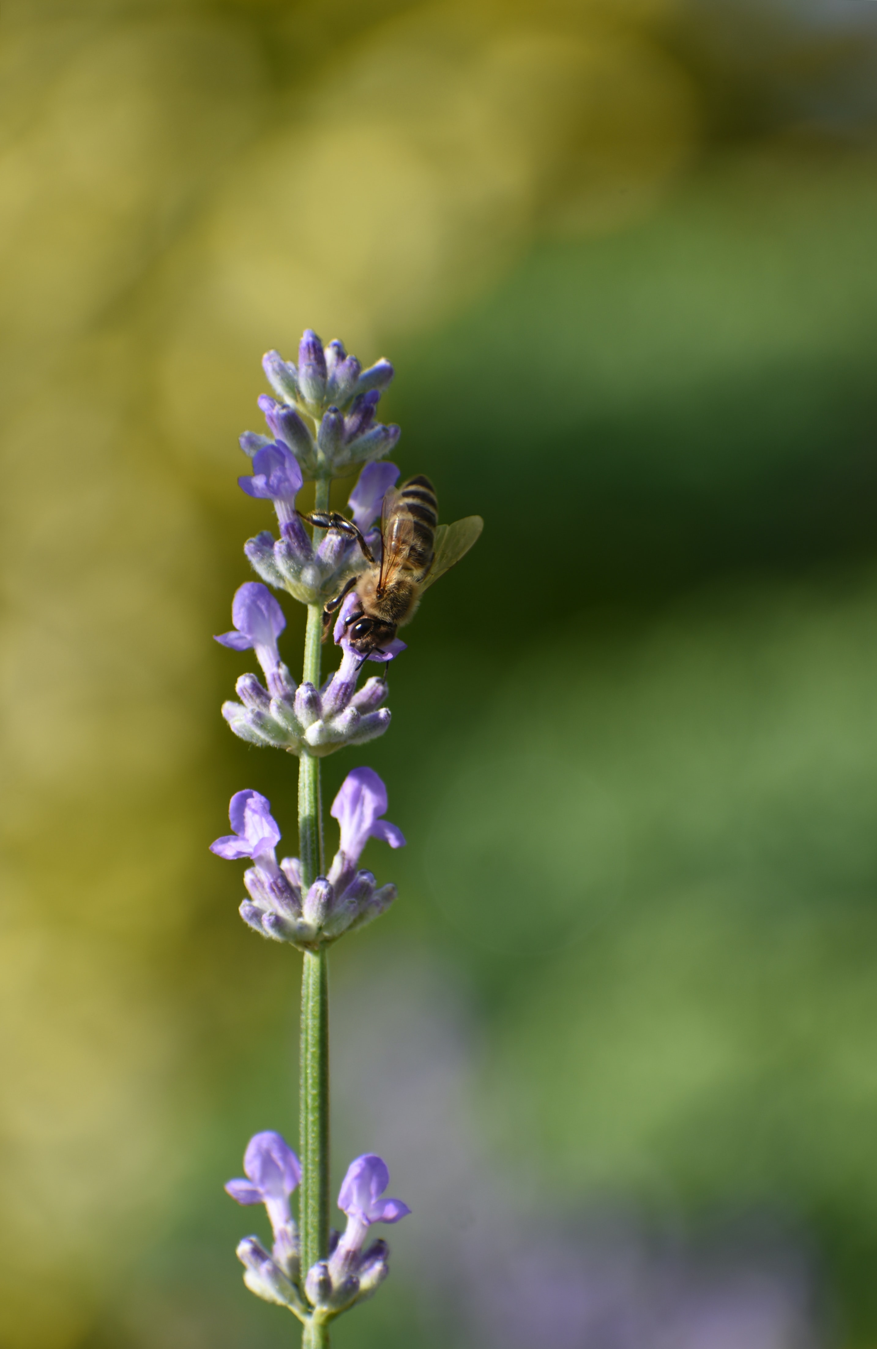 無料モバイル壁紙昆虫, 大きい, マクロ, 蜂, 花をダウンロードします。