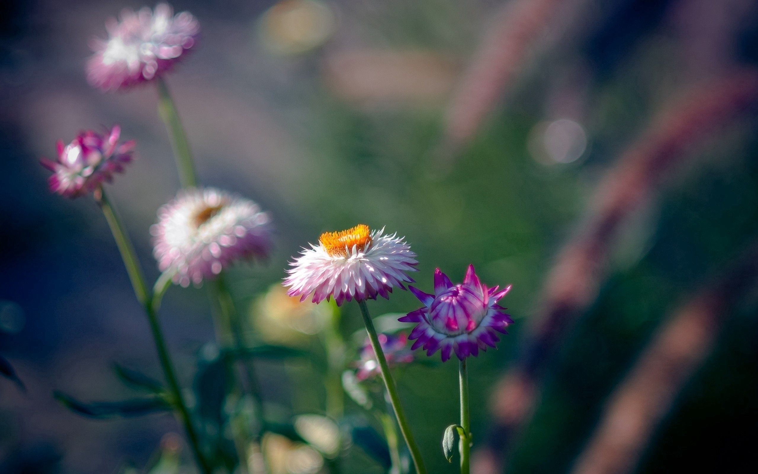 Download mobile wallpaper Field, Flowers, Macro, Smooth, Greens, Blur, Background for free.