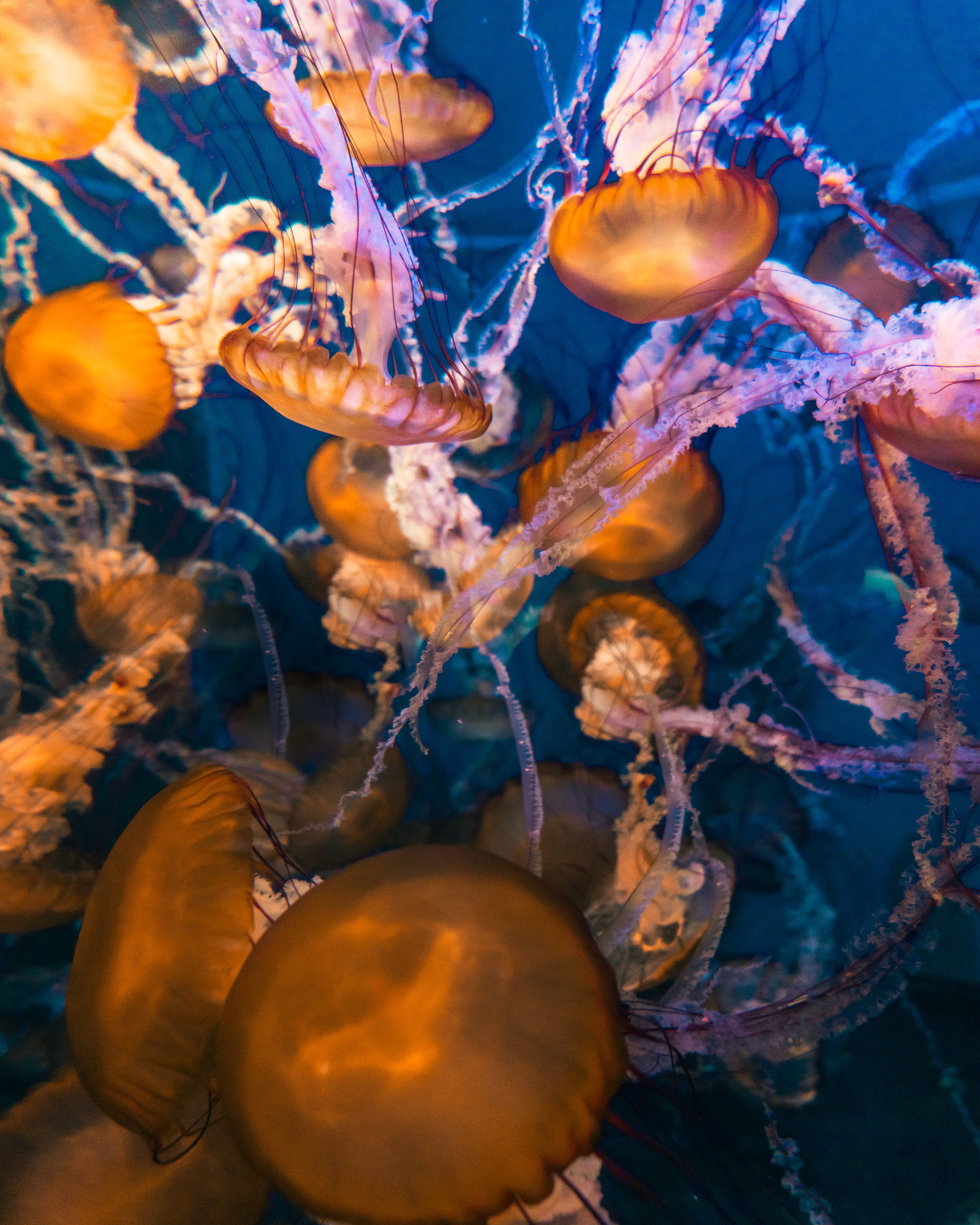 Handy-Wallpaper Tiere, Jellyfish, Makro, Wasser, Unter Dem Wasser, Unterwasser kostenlos herunterladen.
