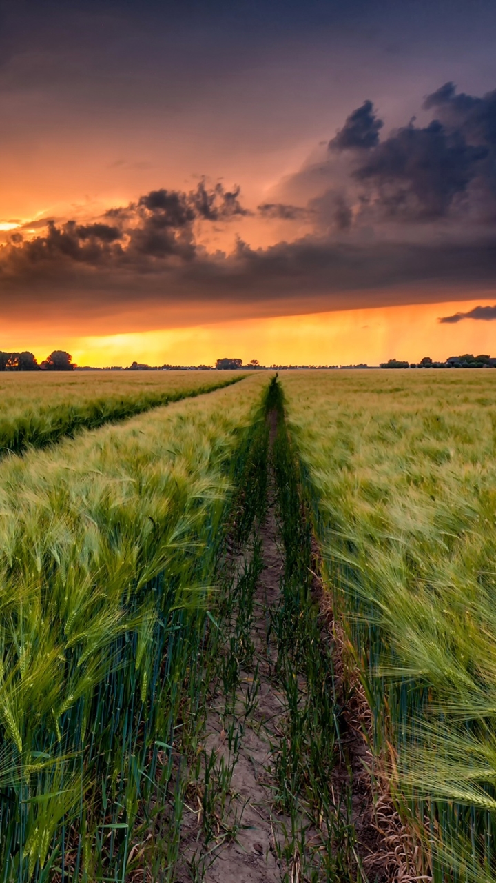 Descarga gratuita de fondo de pantalla para móvil de Naturaleza, Verano, Trigo, Campo, Nube, Tierra/naturaleza, El Verano.