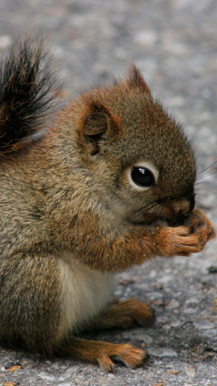 1203841 Bildschirmschoner und Hintergrundbilder Rotes Eichhörnchen auf Ihrem Telefon. Laden Sie  Bilder kostenlos herunter