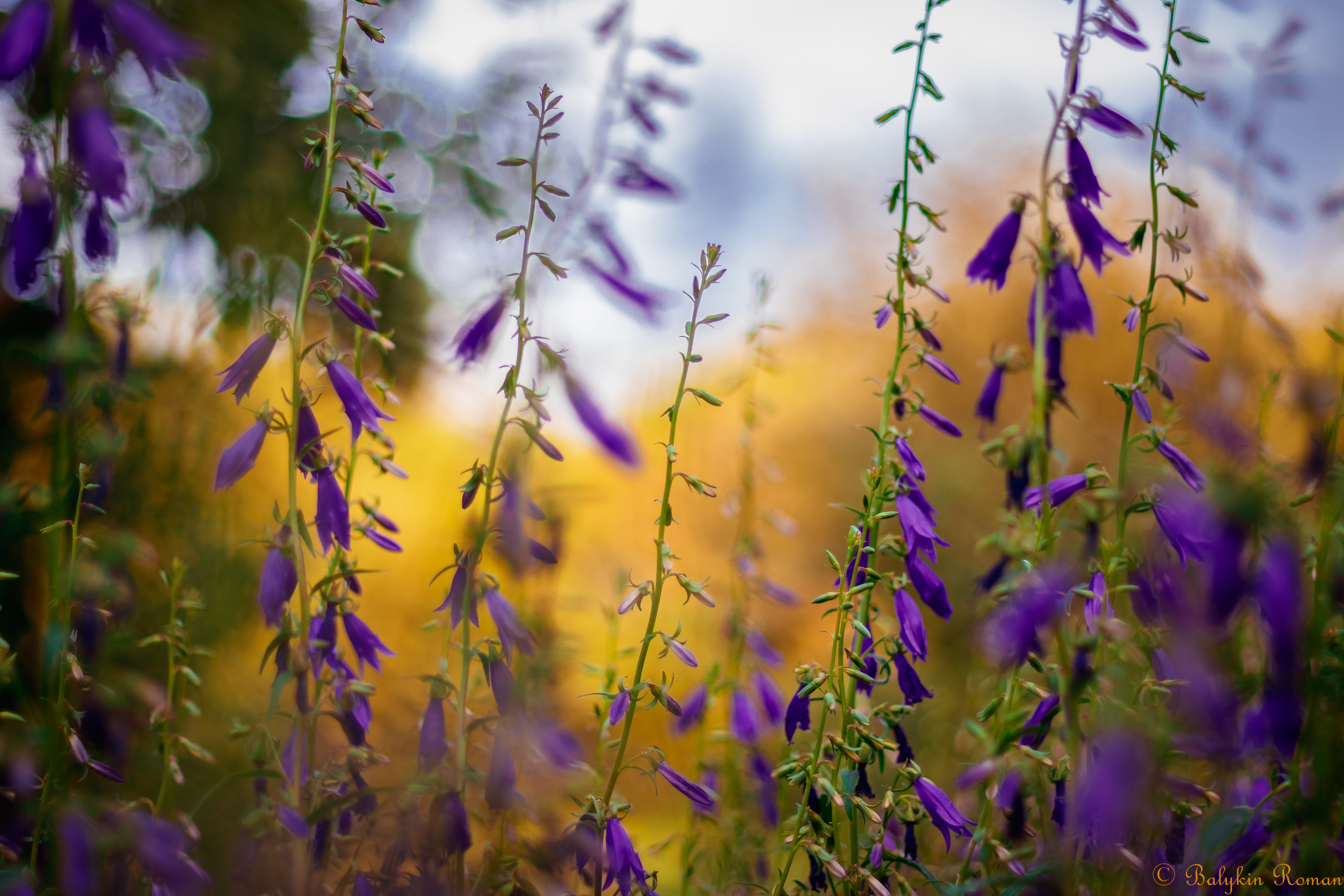 Téléchargez gratuitement l'image Fleurs, Fleur, Terre/nature sur le bureau de votre PC