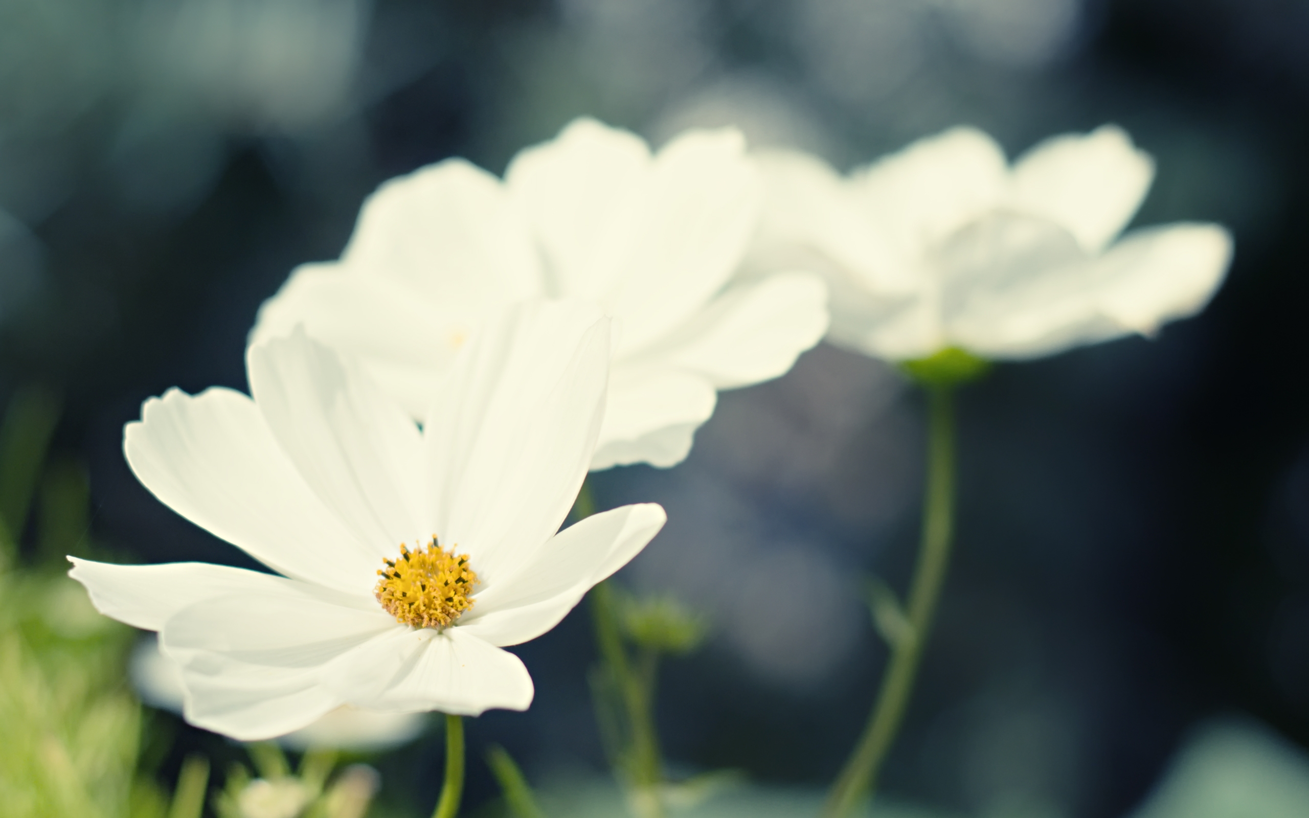 Téléchargez gratuitement l'image Fleurs, Fleur, Terre/nature sur le bureau de votre PC