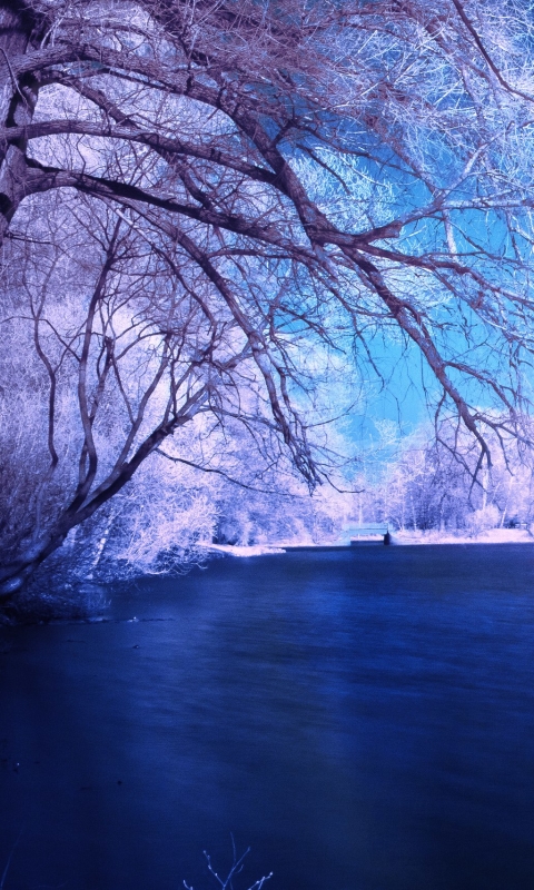 Скачать картинку Зима, Снег, Озеро, Дерево, Синий, Земля/природа в телефон бесплатно.