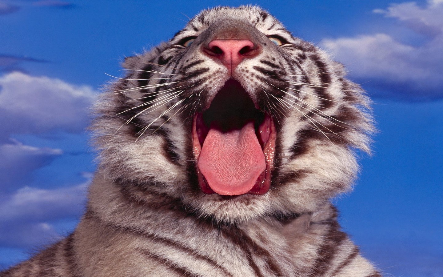 1434068 descargar imagen animales, tigre blanco, tigre: fondos de pantalla y protectores de pantalla gratis