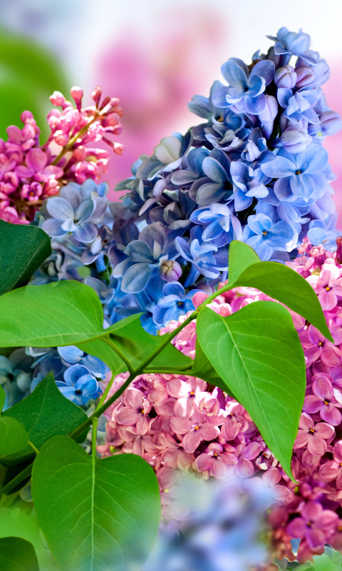 Download mobile wallpaper Nature, Lilac, Flower, Man Made, Pink Flower, Blue Flower for free.