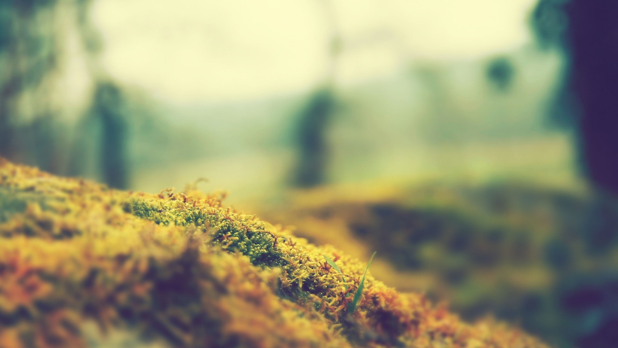 Download mobile wallpaper Grass, Macro, Earth, Moss for free.