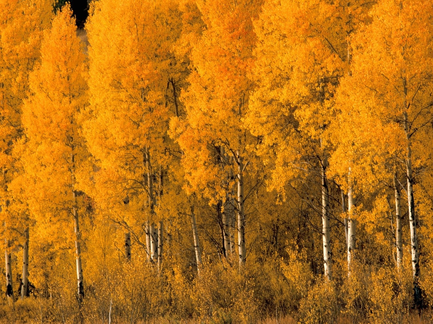 41930 скачать картинку природа, осень, пейзаж, березы, деревья, оранжевые - обои и заставки бесплатно