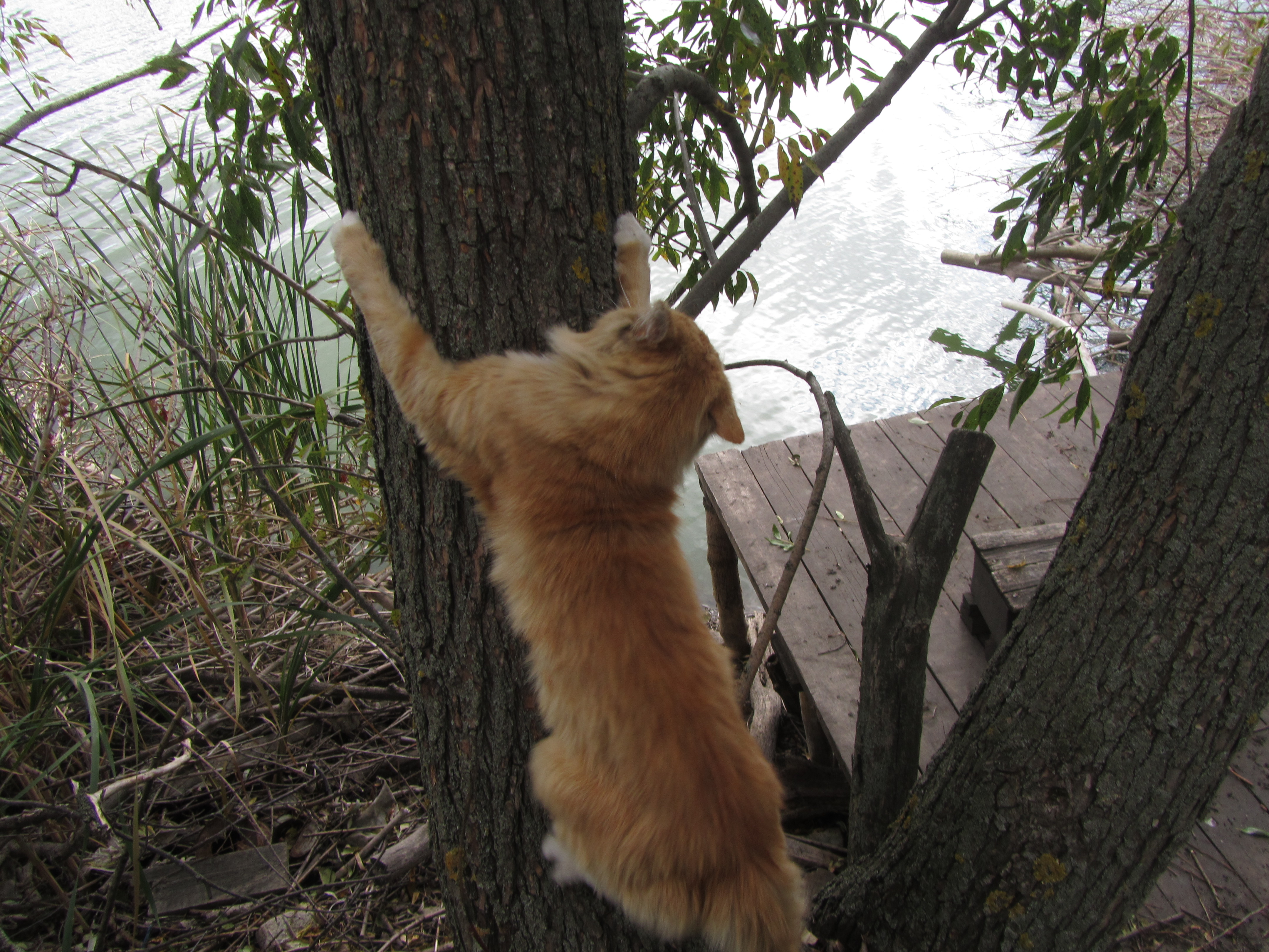 Baixe gratuitamente a imagem Animais, Gato na área de trabalho do seu PC