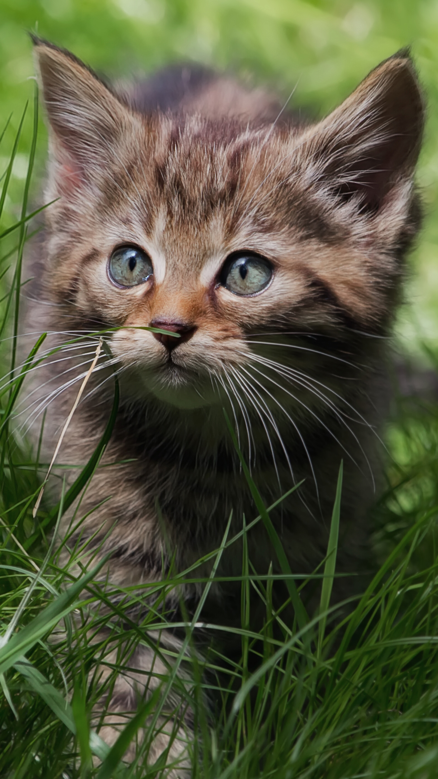 Handy-Wallpaper Tiere, Katzen, Katze, Kätzchen, Süß, Gras, Tierbaby kostenlos herunterladen.