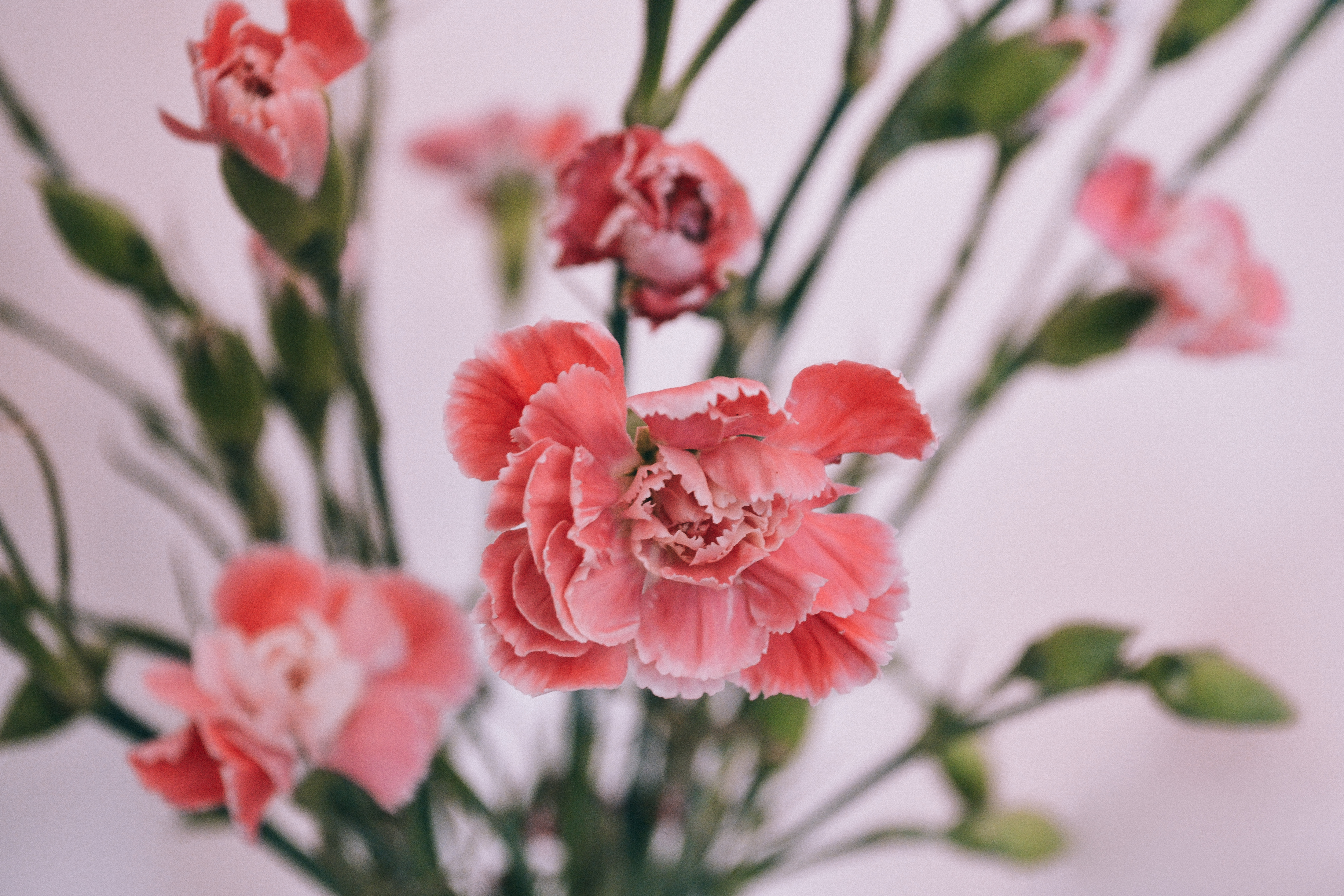 Free download wallpaper Flowers, Carnations, Petals, Bud, Blur, Smooth on your PC desktop