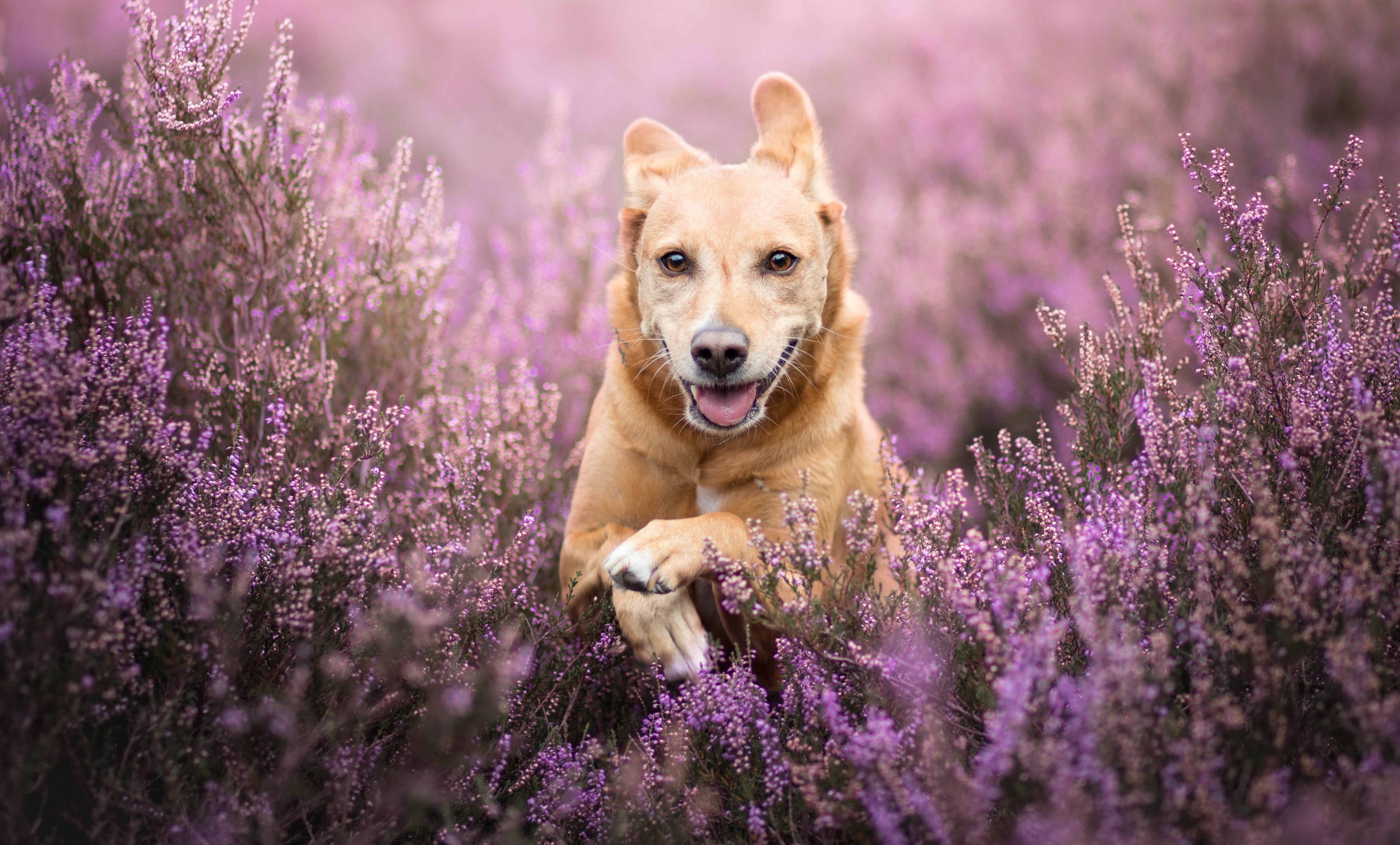 PCデスクトップに動物, 犬, ゴールデンレトリバー, 紫色の花画像を無料でダウンロード
