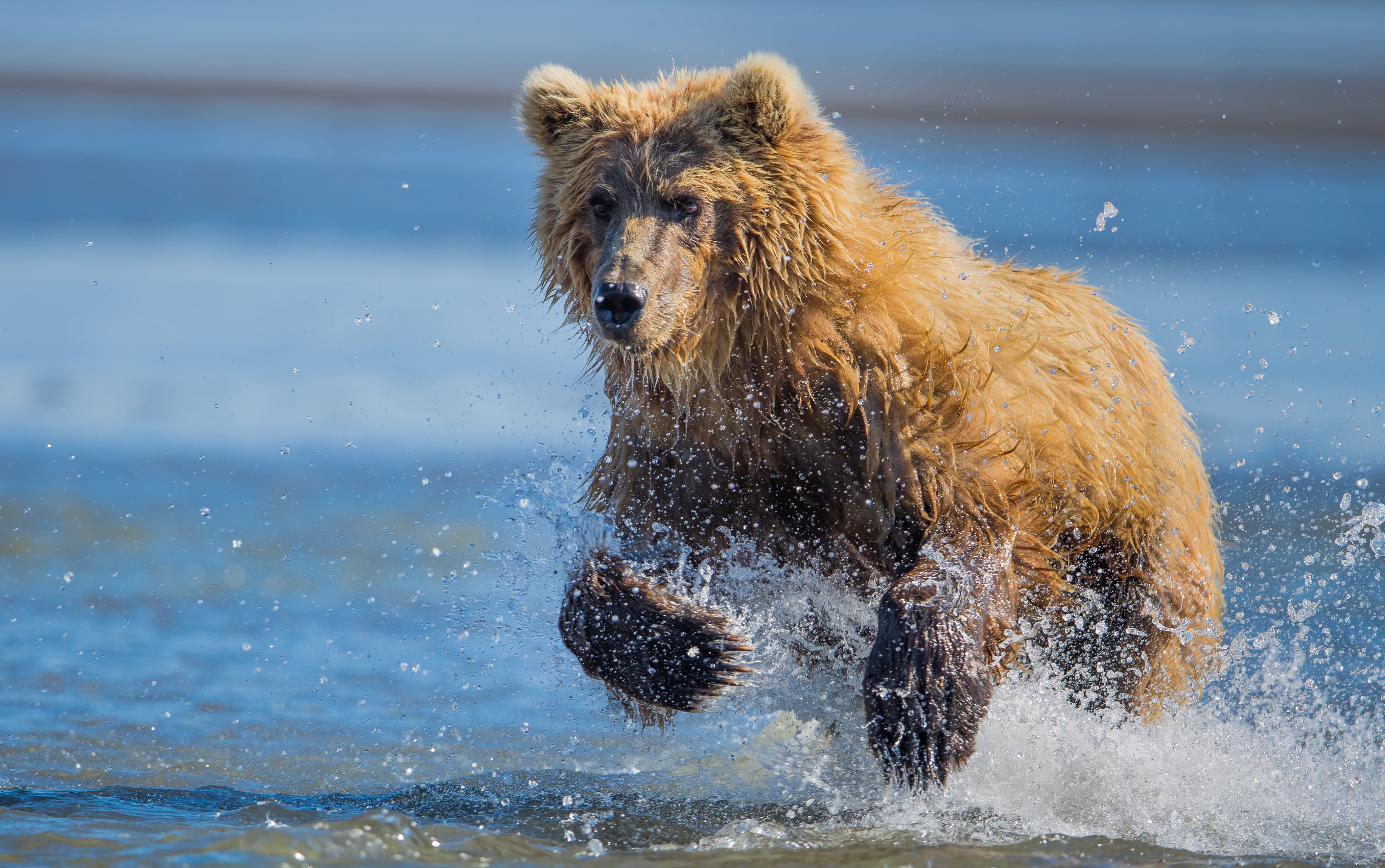 Laden Sie das Tiere, Bären, Spritzen, Bär-Bild kostenlos auf Ihren PC-Desktop herunter