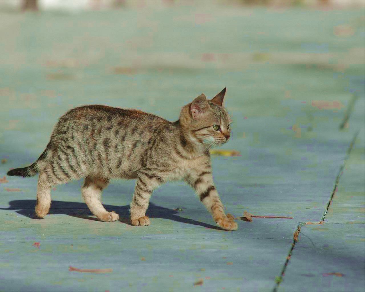 Baixar papel de parede para celular de Animais, Gato gratuito.