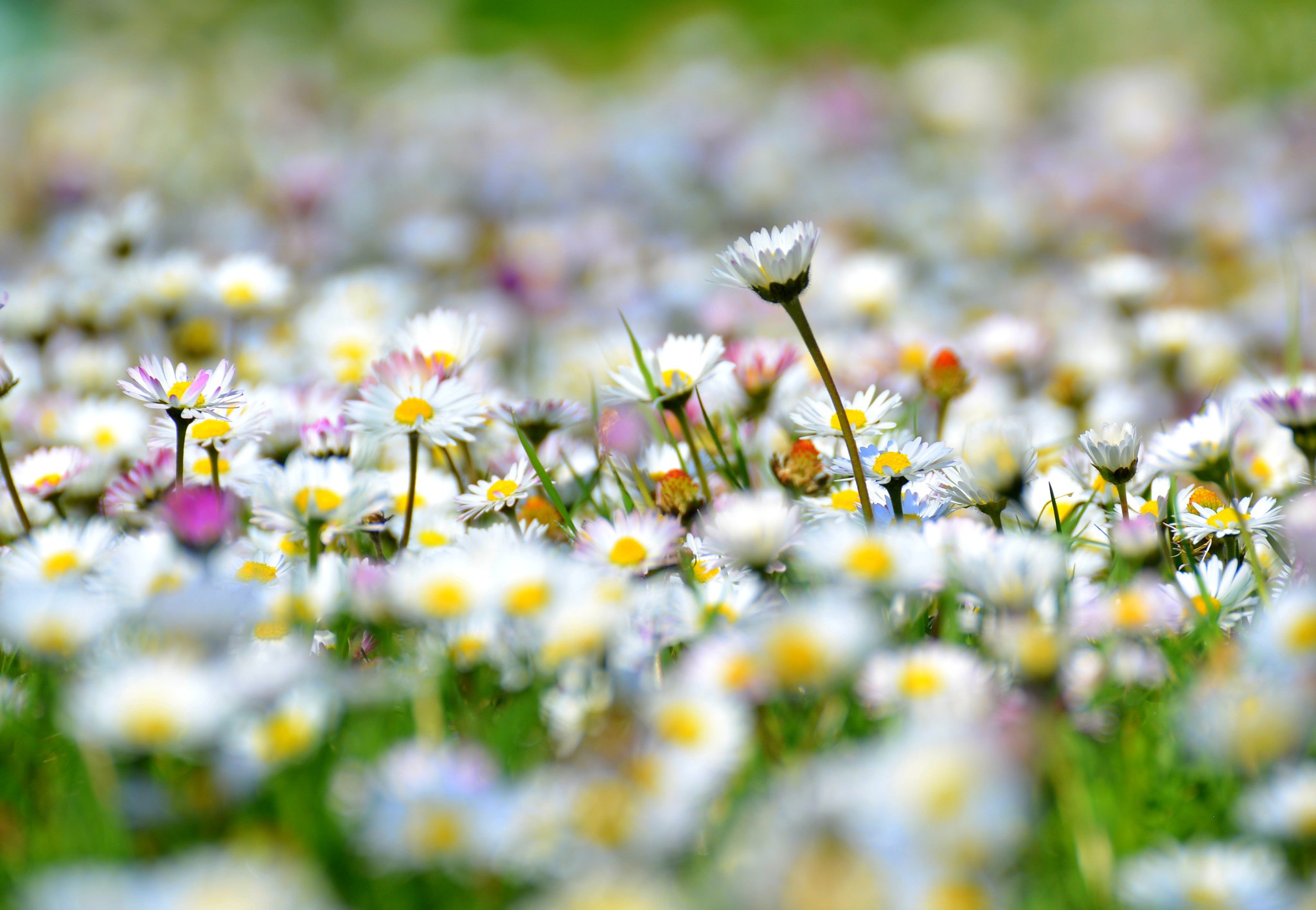 Download mobile wallpaper Flower, Earth, Chamomile, Meadow, White Flower for free.