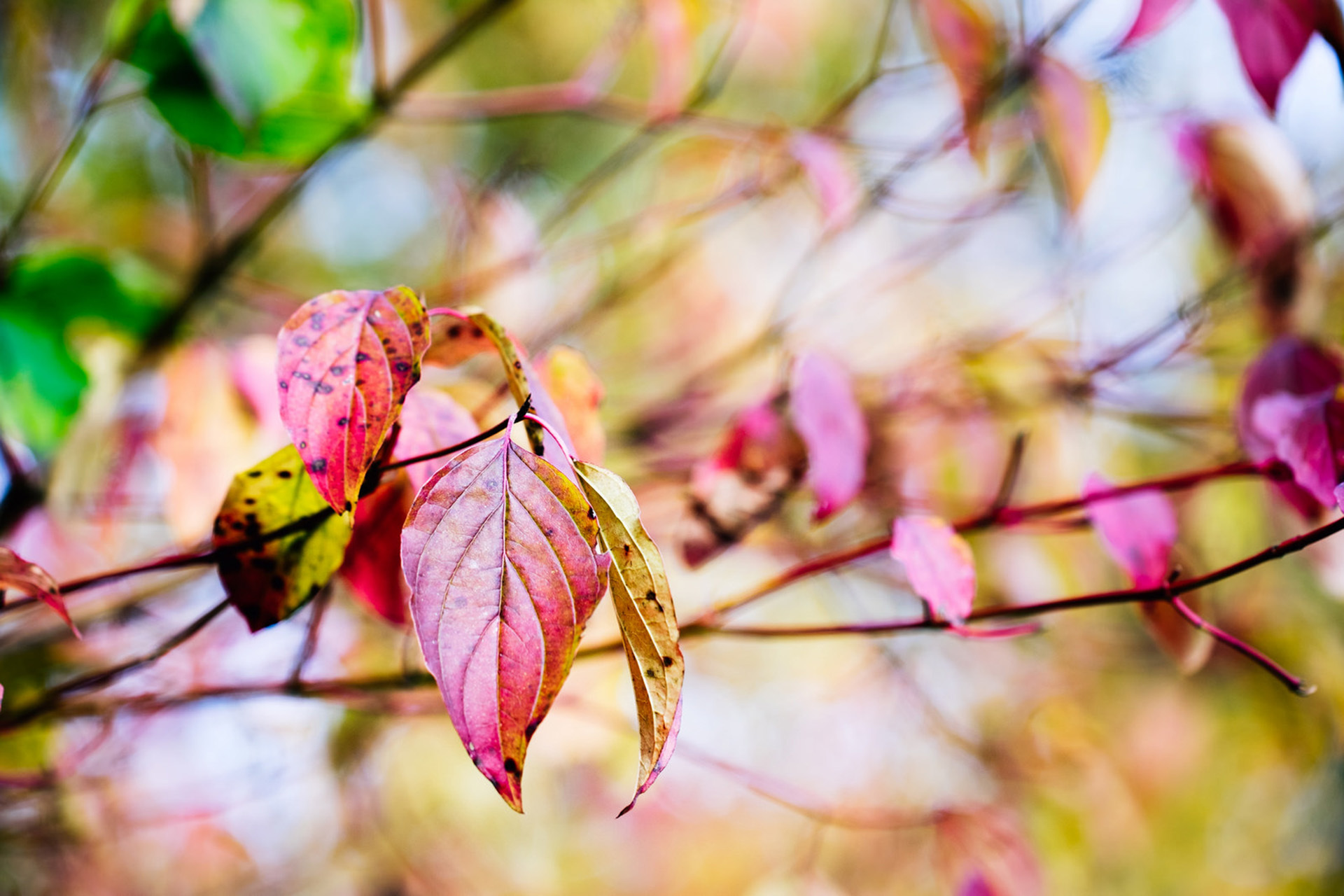 Free download wallpaper Leaf, Earth on your PC desktop