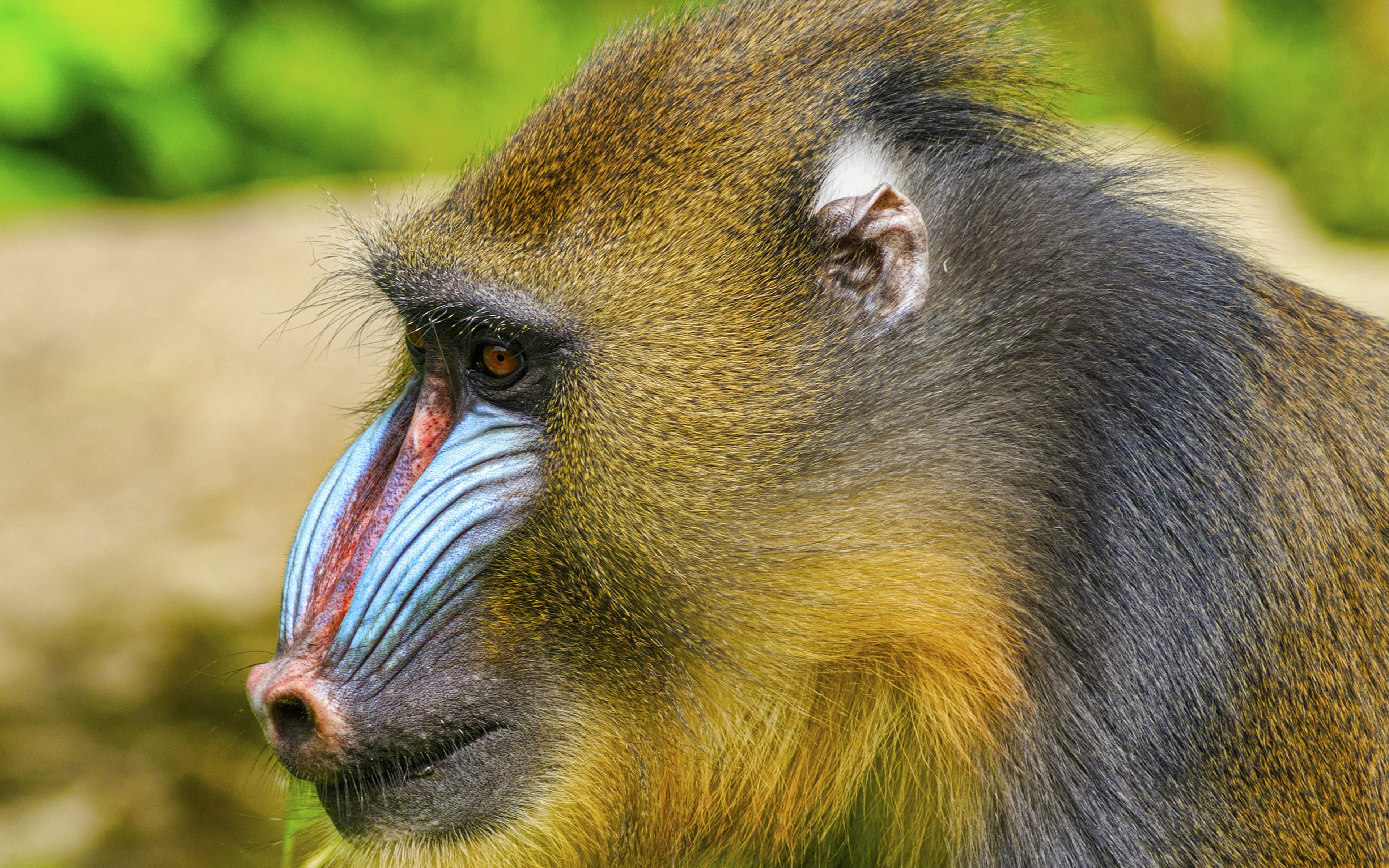 Baixe gratuitamente a imagem Animais, Macacos, Mandril na área de trabalho do seu PC