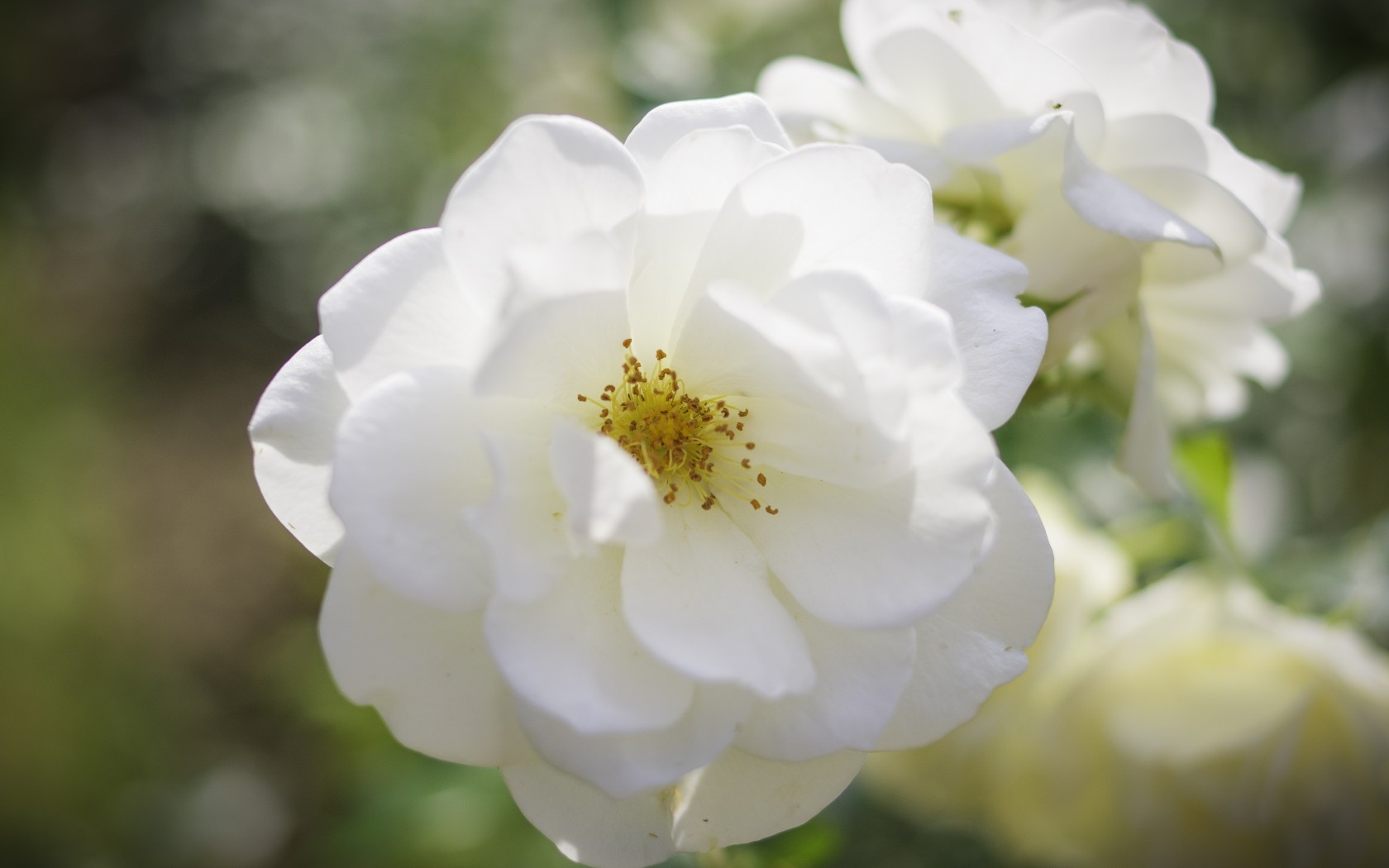 Free download wallpaper Flowers, Flower, Rose, Earth, White Flower on your PC desktop