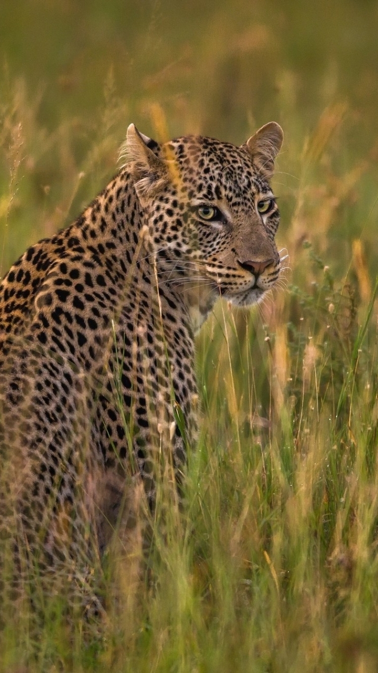 Download mobile wallpaper Cats, Grass, Leopard, Animal, Savannah for free.