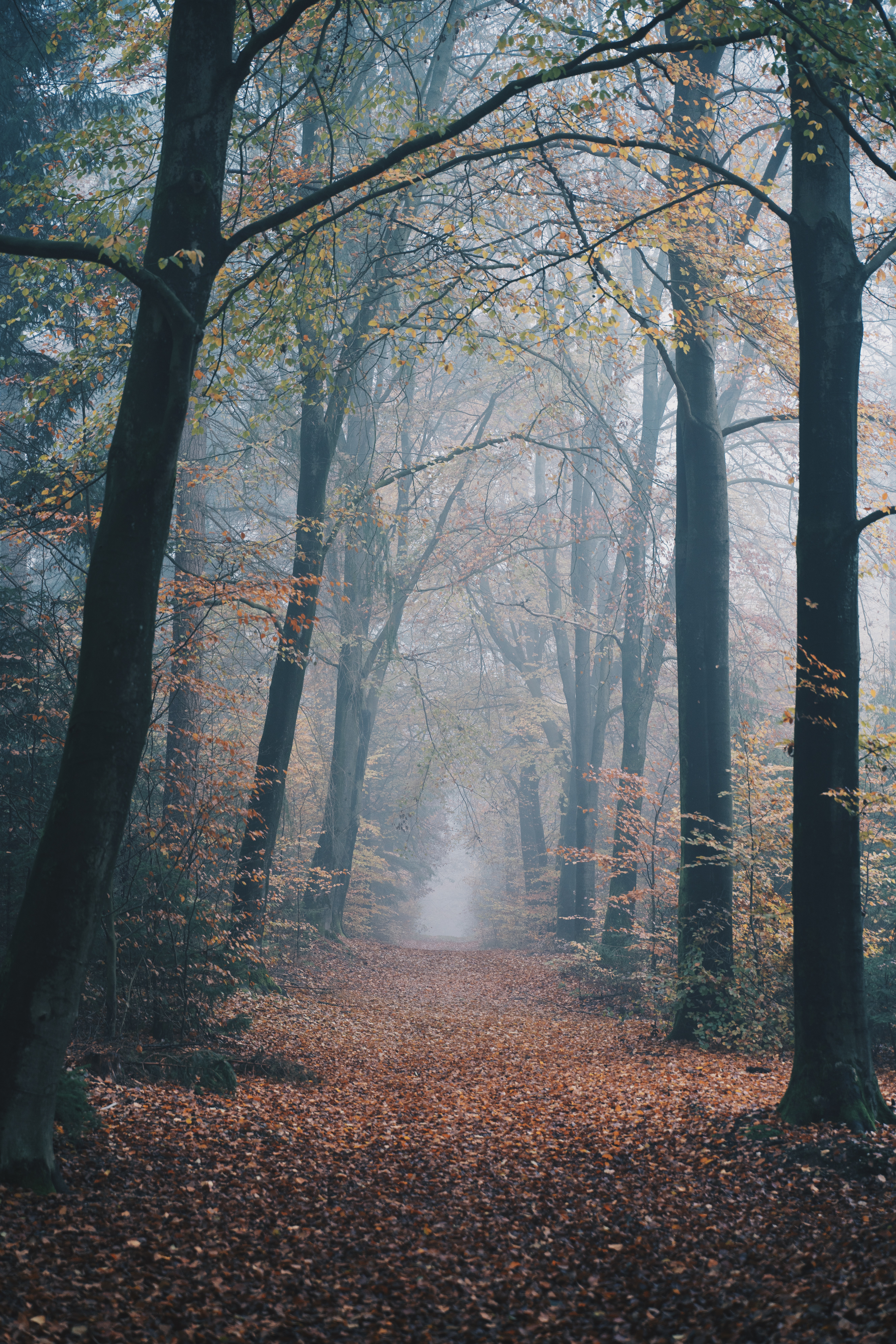 Download mobile wallpaper Forest, Path, Fog, Nature, Autumn for free.