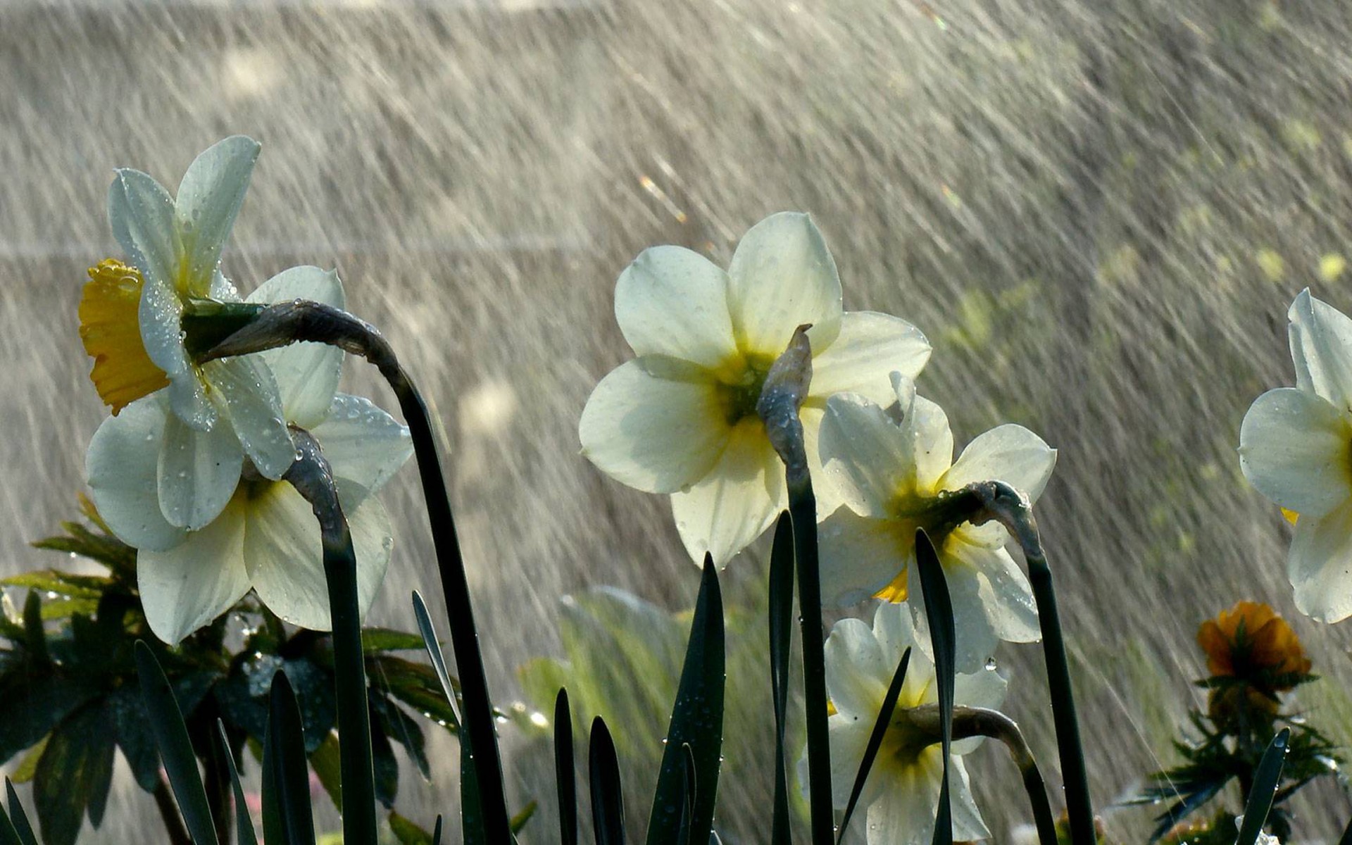PCデスクトップにフラワーズ, 雨, 水仙, 花, 地球, 白い花画像を無料でダウンロード