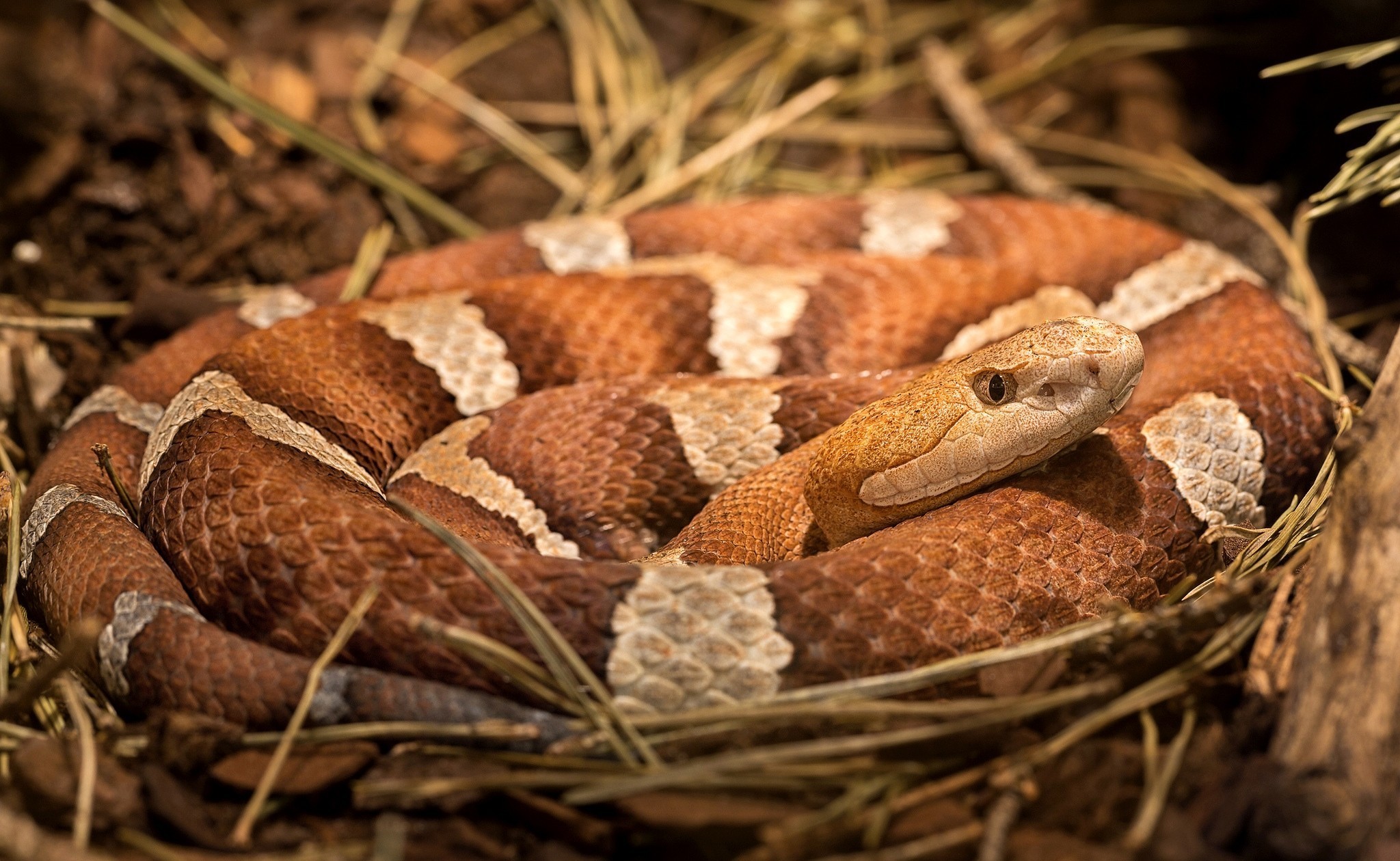 animal, snake, copperhead (snake), reptile, reptiles