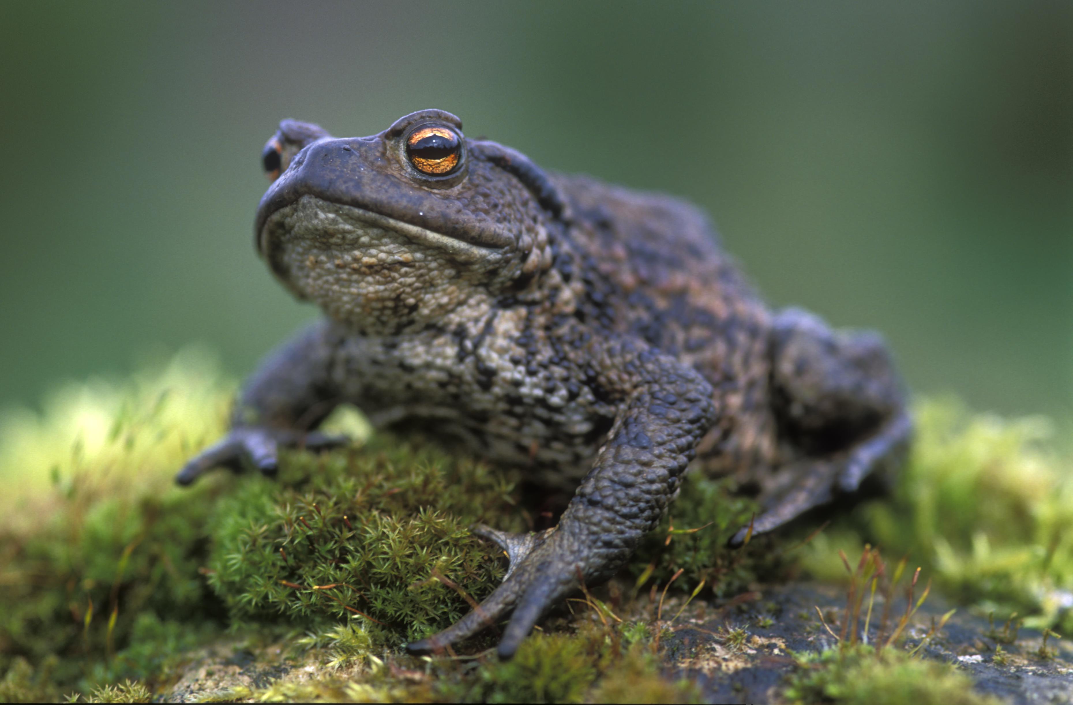 animal, toad Panoramic Wallpaper
