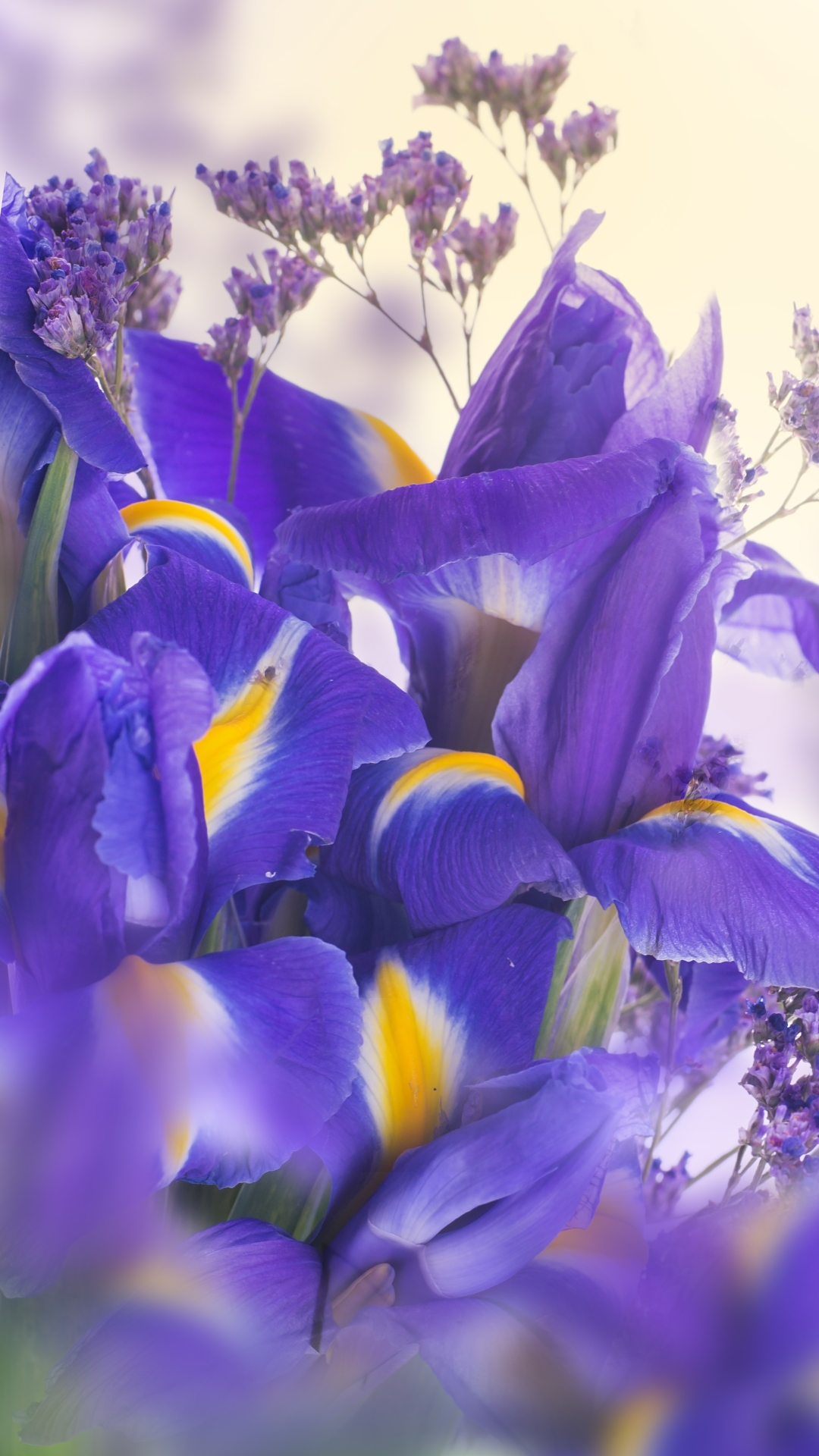 Download mobile wallpaper Flowers, Iris, Earth for free.