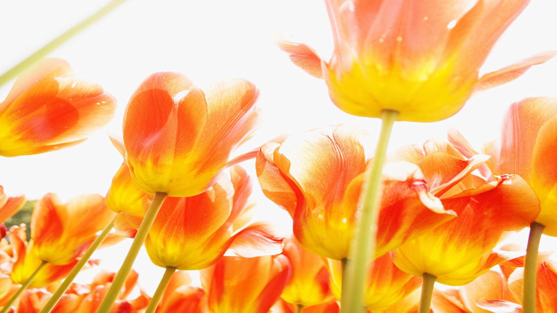 Free download wallpaper Shine, Flowers, Bright, Tulips, Light on your PC desktop
