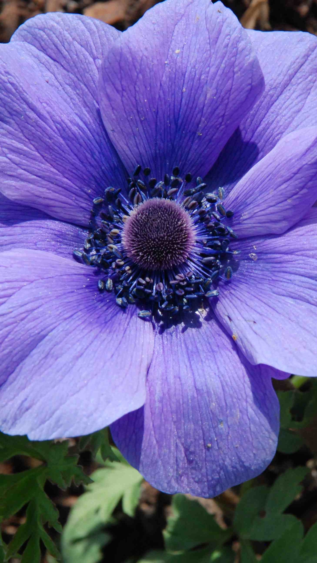 Download mobile wallpaper Nature, Flowers, Flower, Macro, Earth, Anemone, Purple Flower for free.