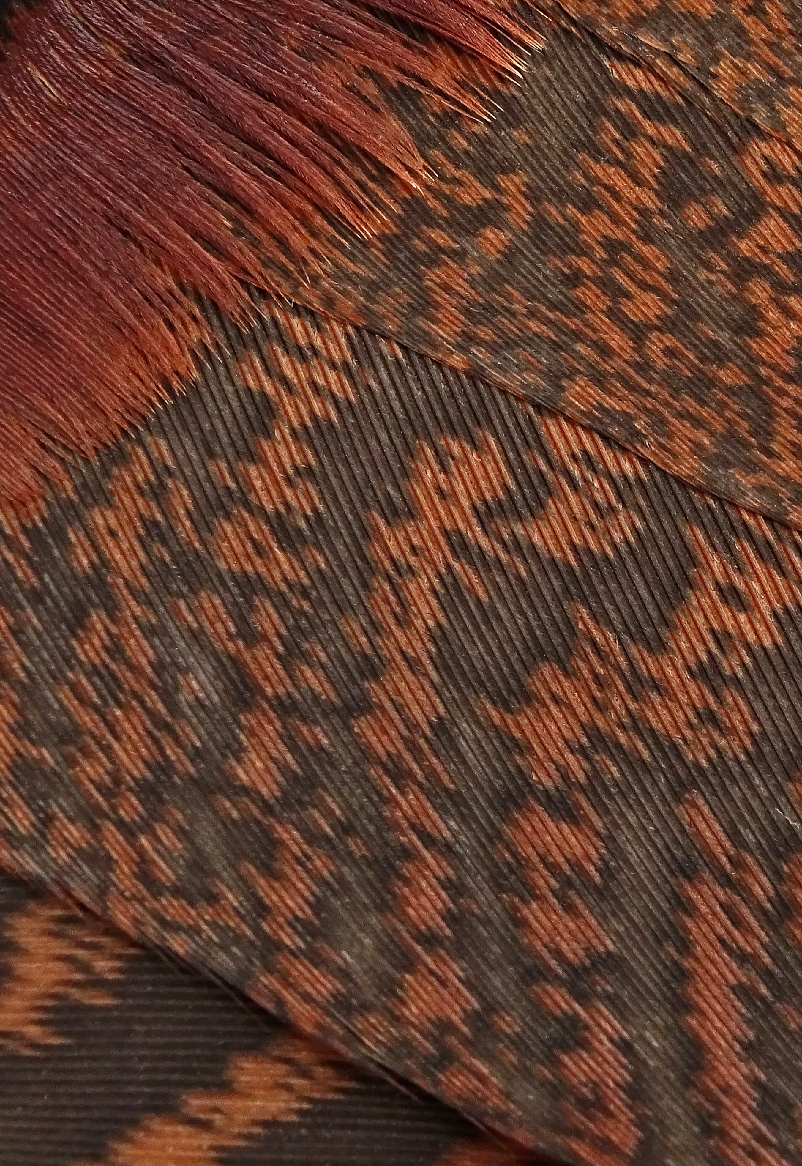 Download mobile wallpaper Macro, Surface, Brown, Feather, Texture for free.