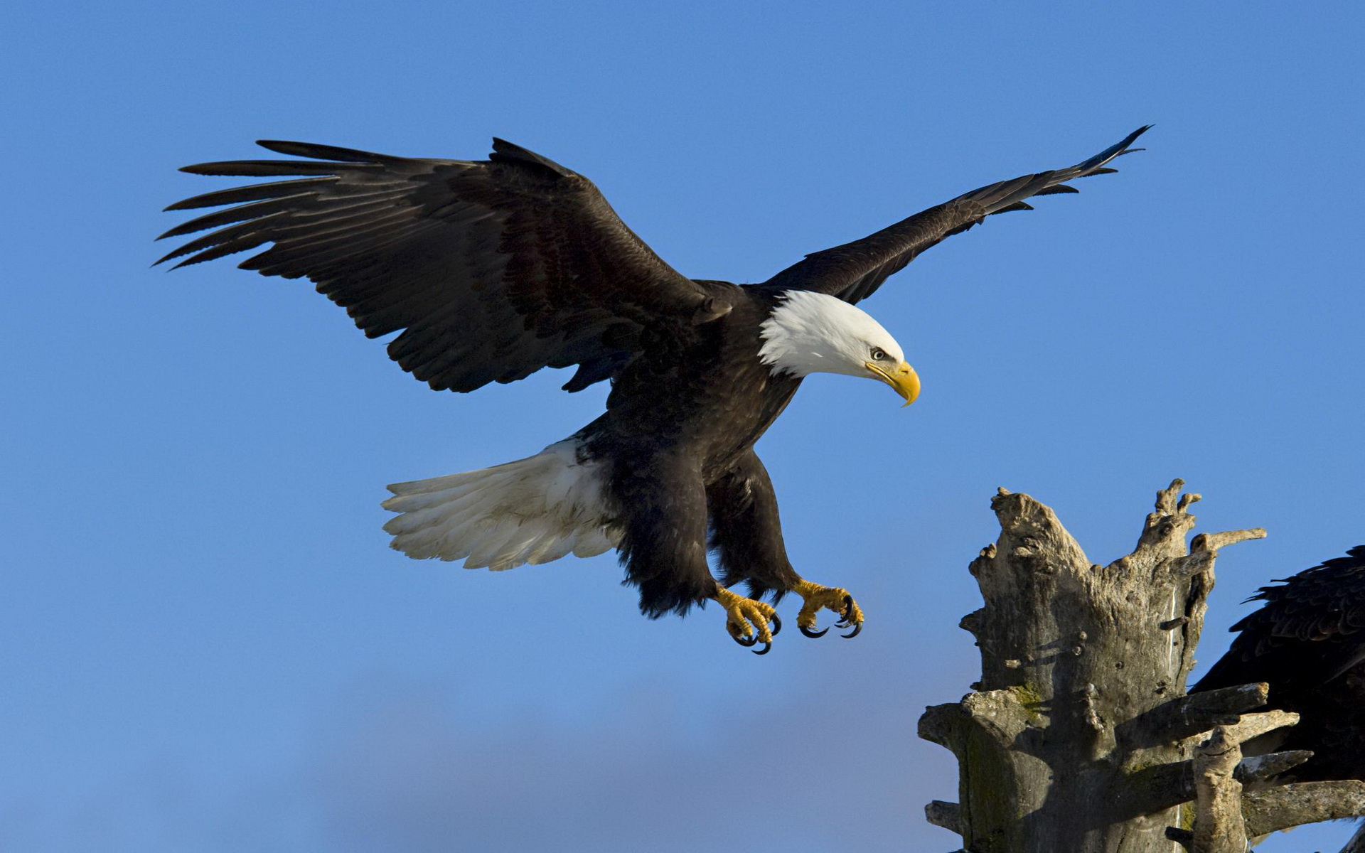 Download mobile wallpaper Bald Eagle, Birds, Animal for free.