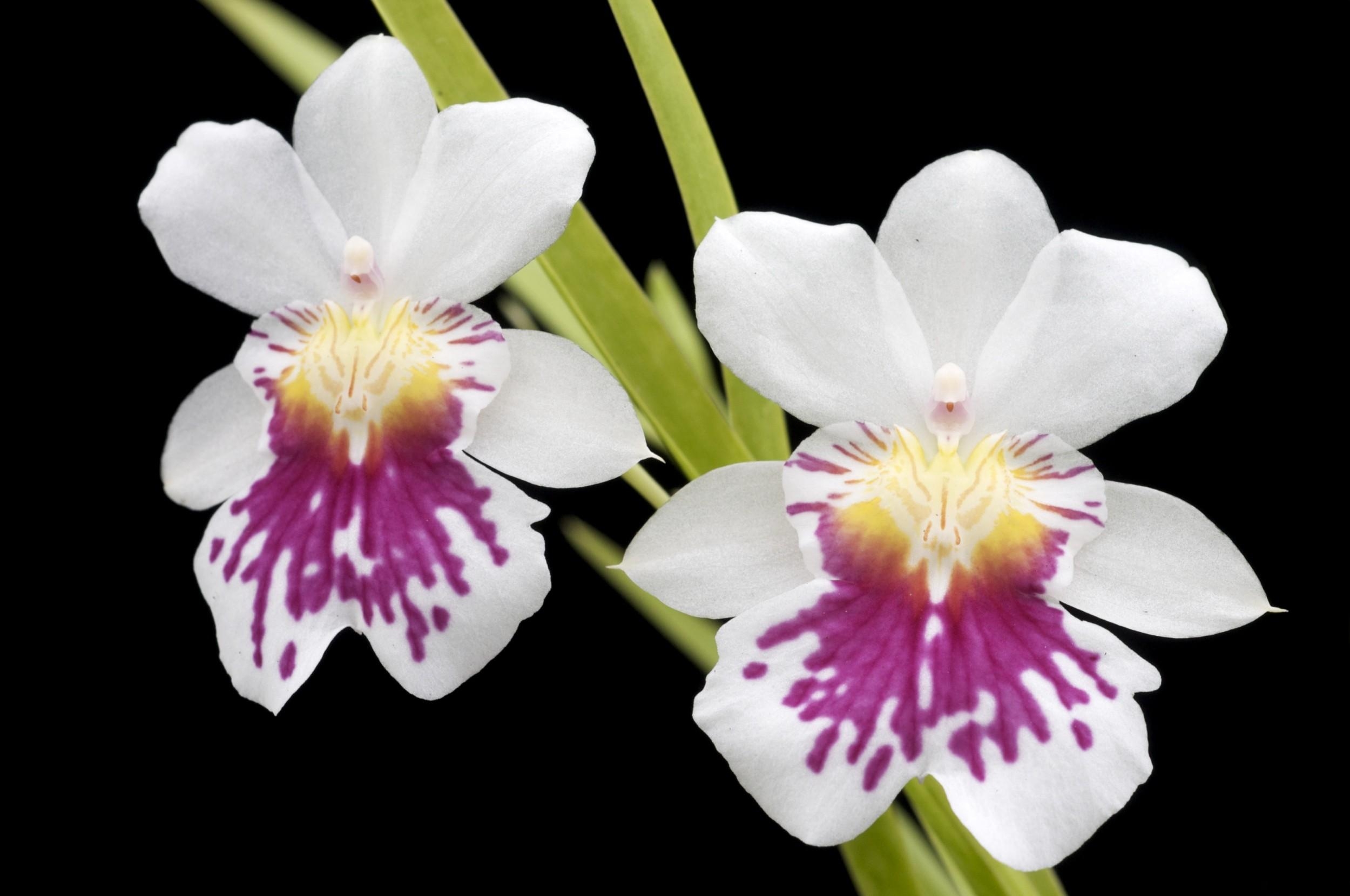orchid, flowers, close up, black background Panoramic Wallpaper