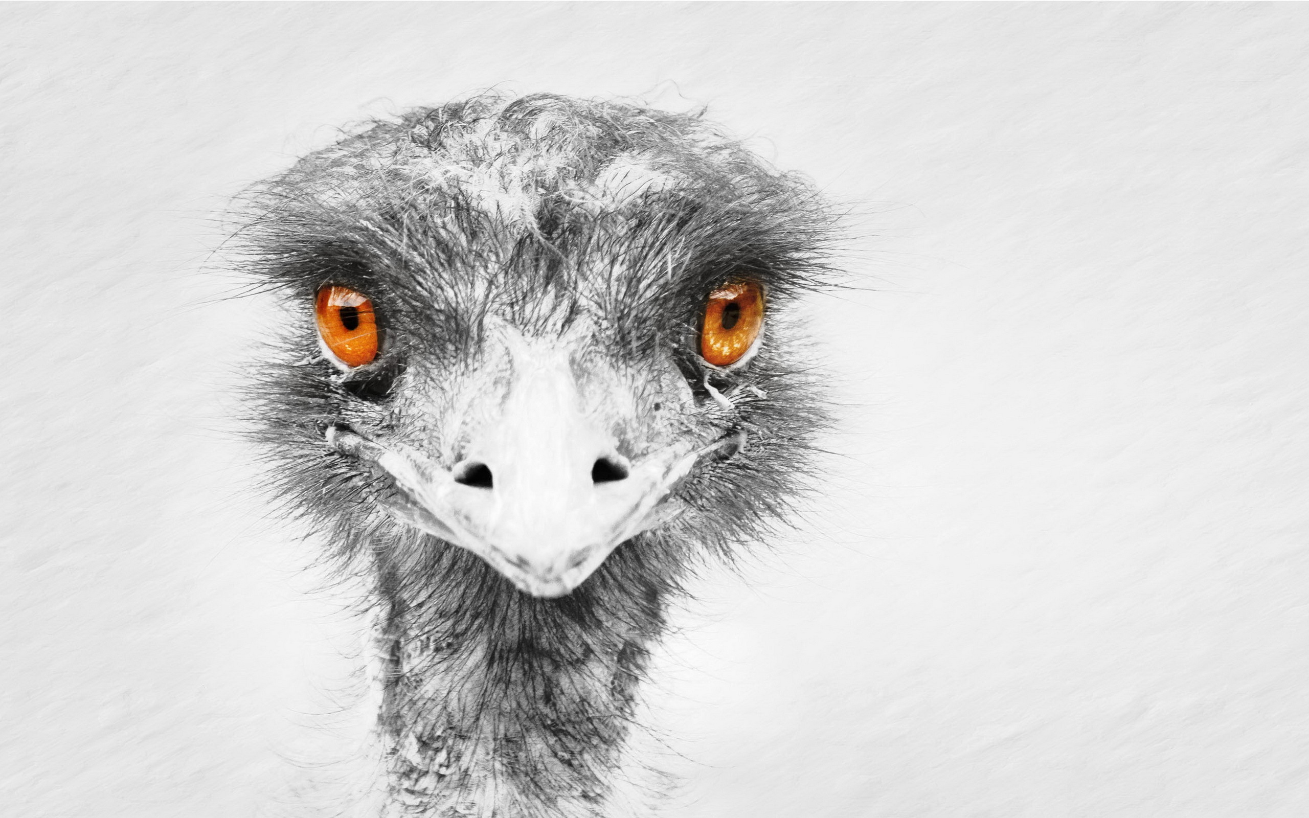 298348 Bild herunterladen tiere, emu, vögel - Hintergrundbilder und Bildschirmschoner kostenlos