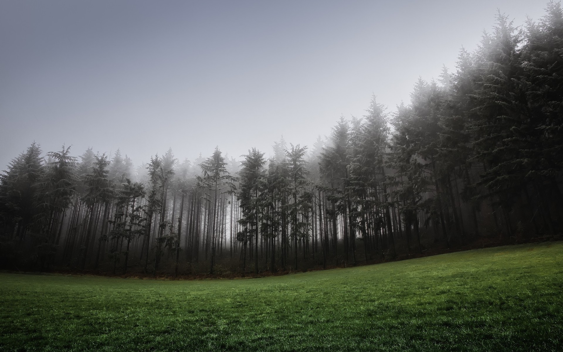 無料モバイル壁紙風景, 森, 霧, 地球をダウンロードします。